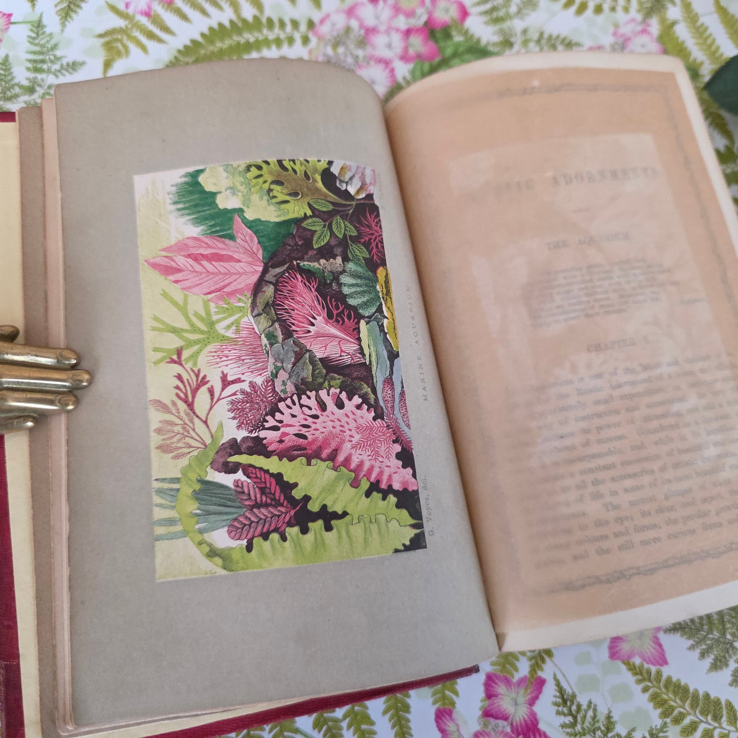 1856 Rustic Adornments by Shirley Hibberd - Richly Illustrated Antique Book
