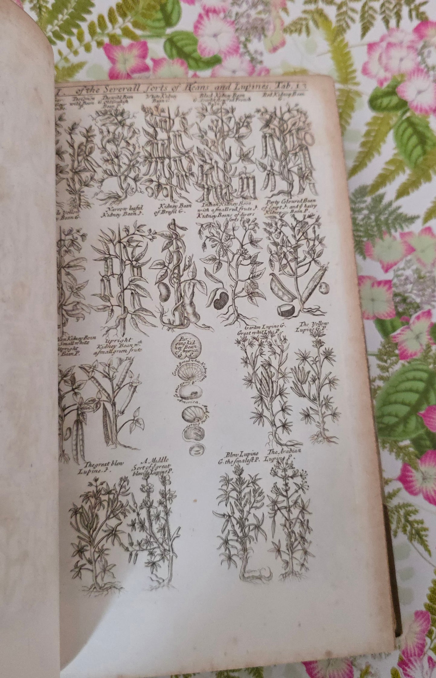 1805 A Complete Herbal - James Newton - Fine Binding - 175 Engraved Plates