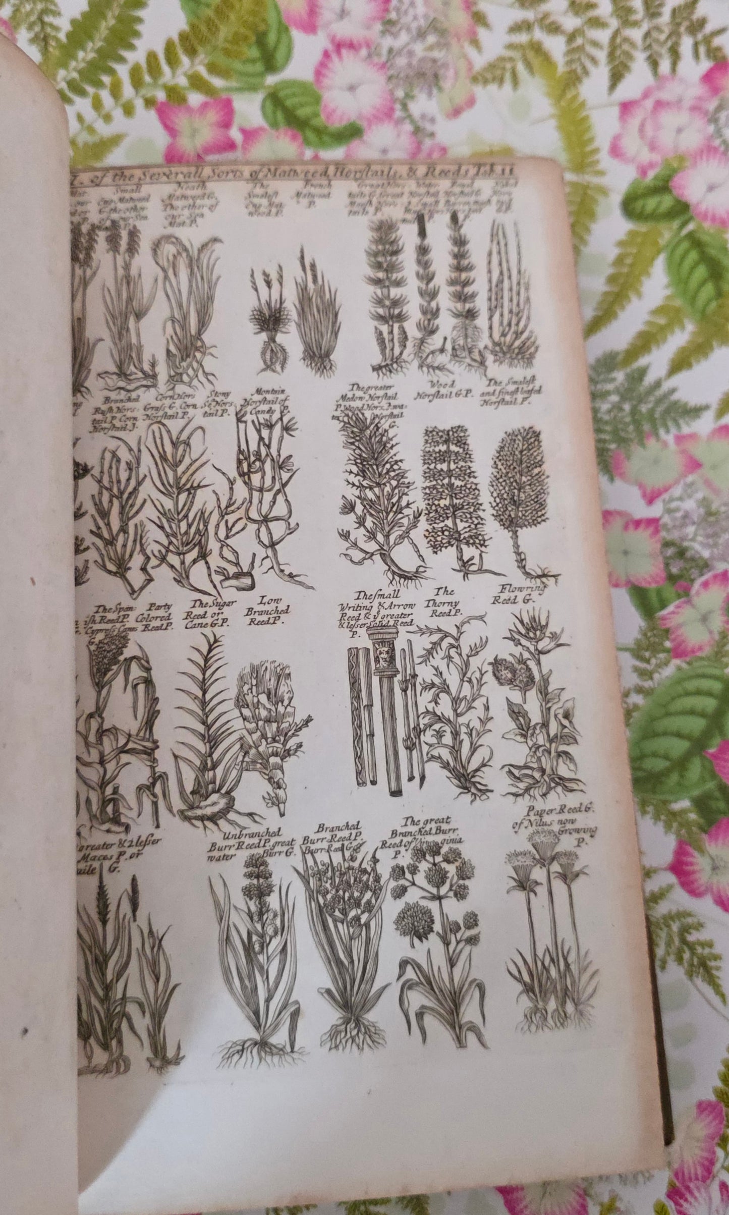 1805 A Complete Herbal - James Newton - Fine Binding - 175 Engraved Plates