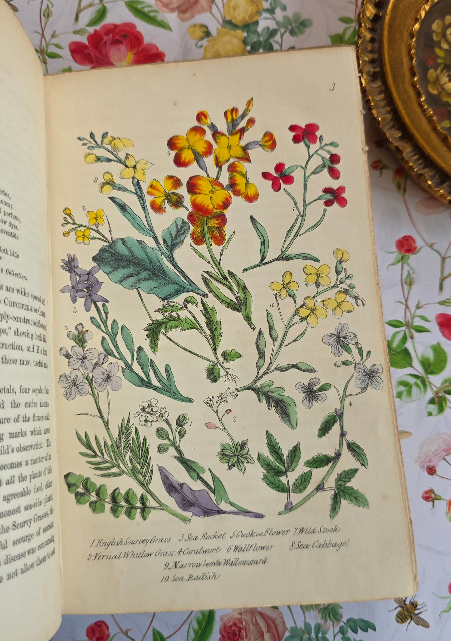 1863 Rambles in Search of Wild Flowers - Illustrated Antique Book
