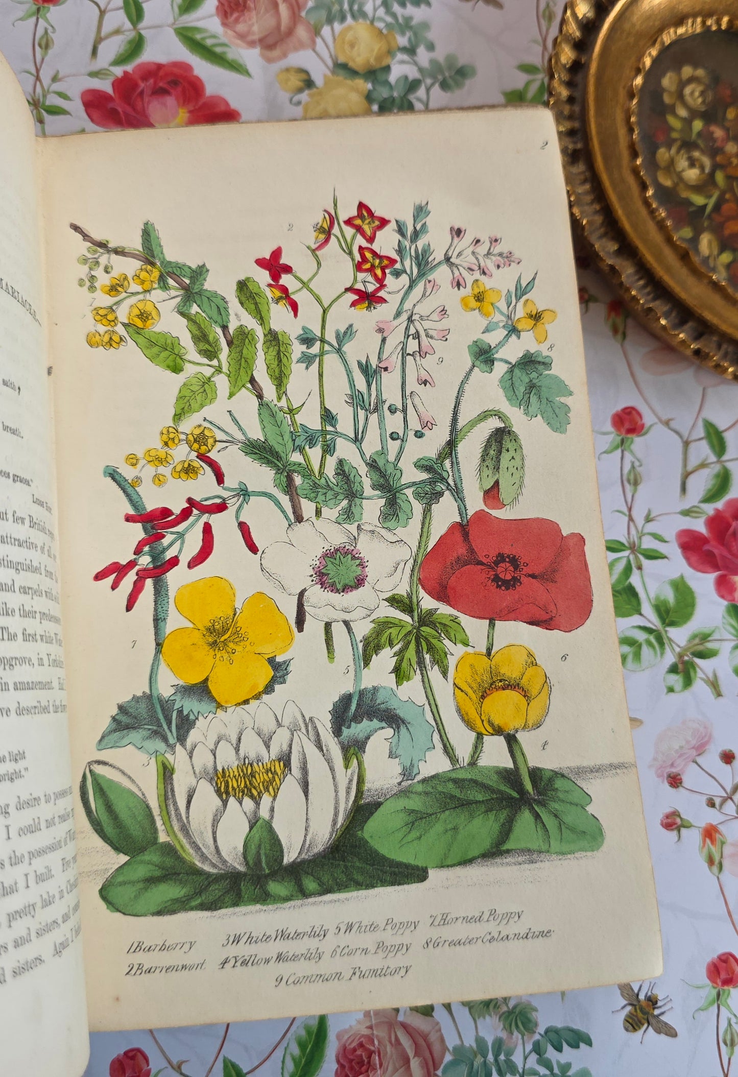 1863 Rambles in Search of Wild Flowers - Illustrated Antique Book