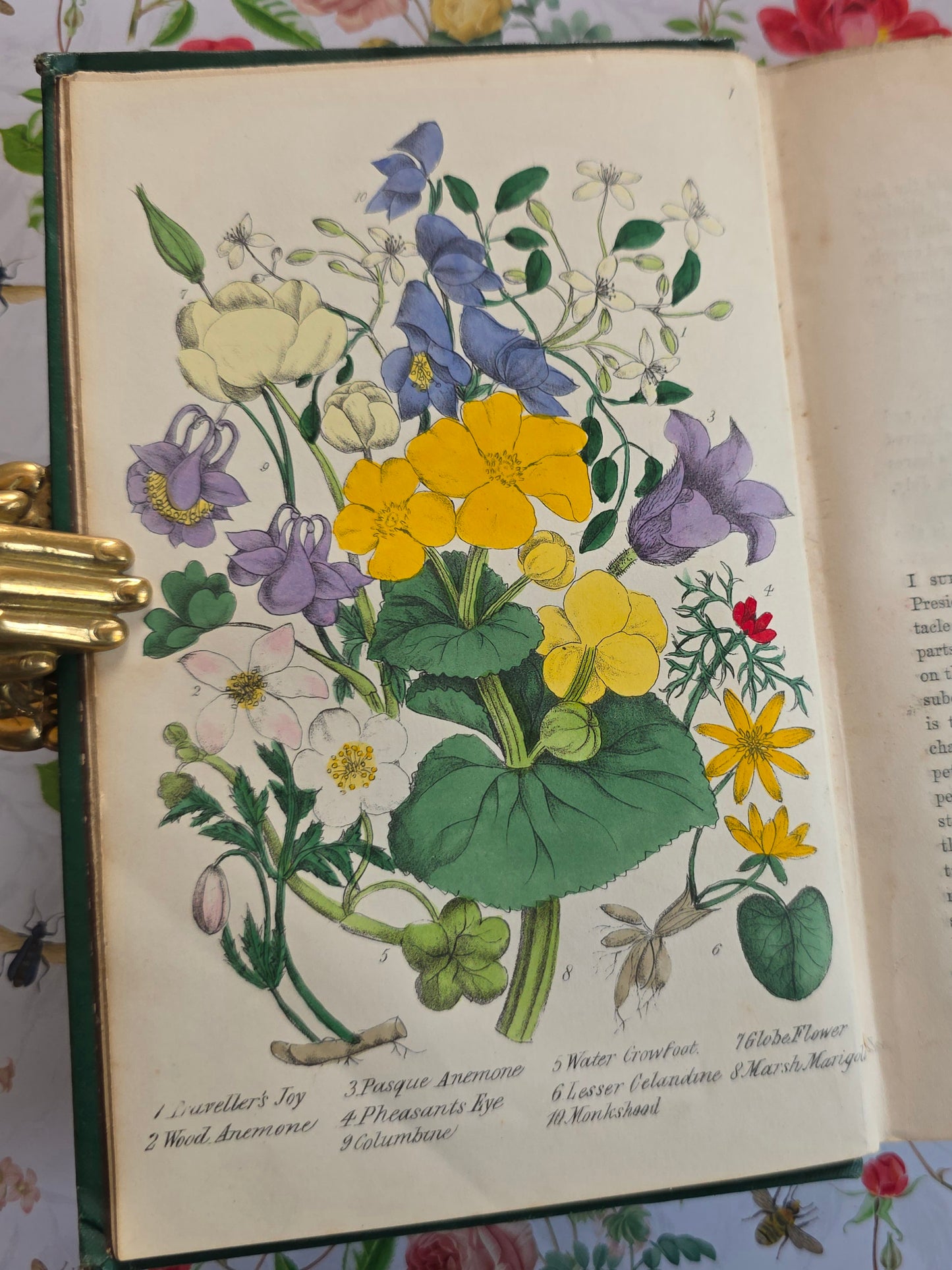 1863 Rambles in Search of Wild Flowers - Illustrated Antique Book
