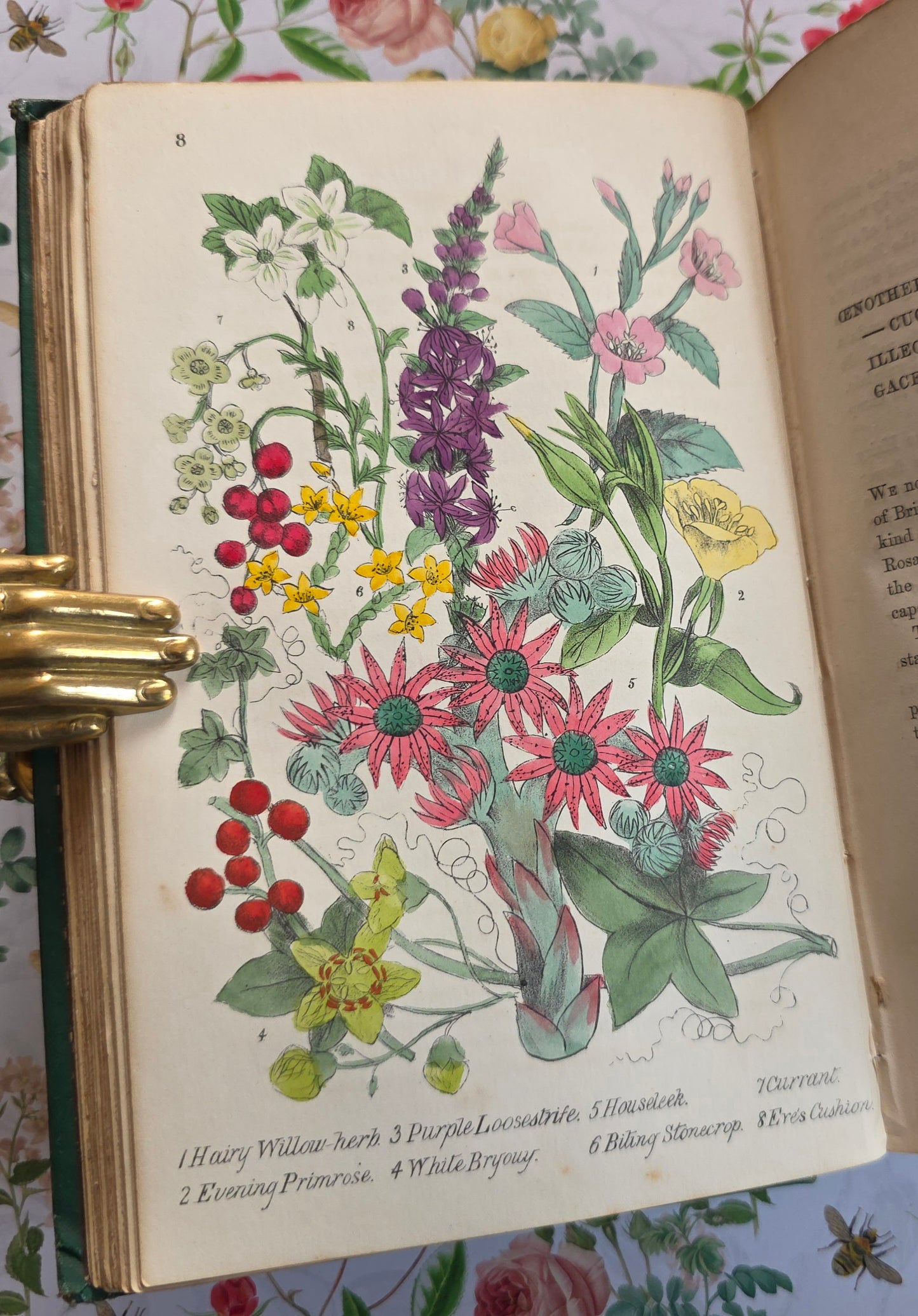 1863 Rambles in Search of Wild Flowers - Illustrated Antique Book