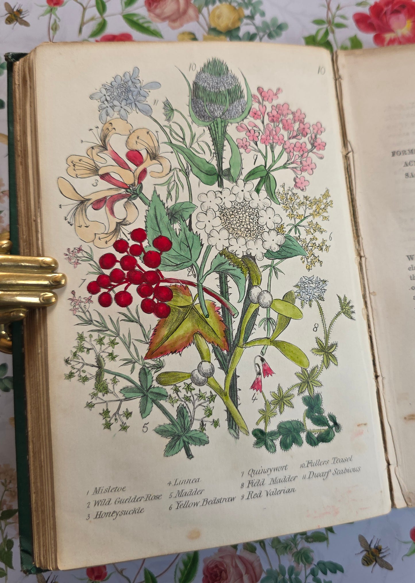 1863 Rambles in Search of Wild Flowers - Illustrated Antique Book
