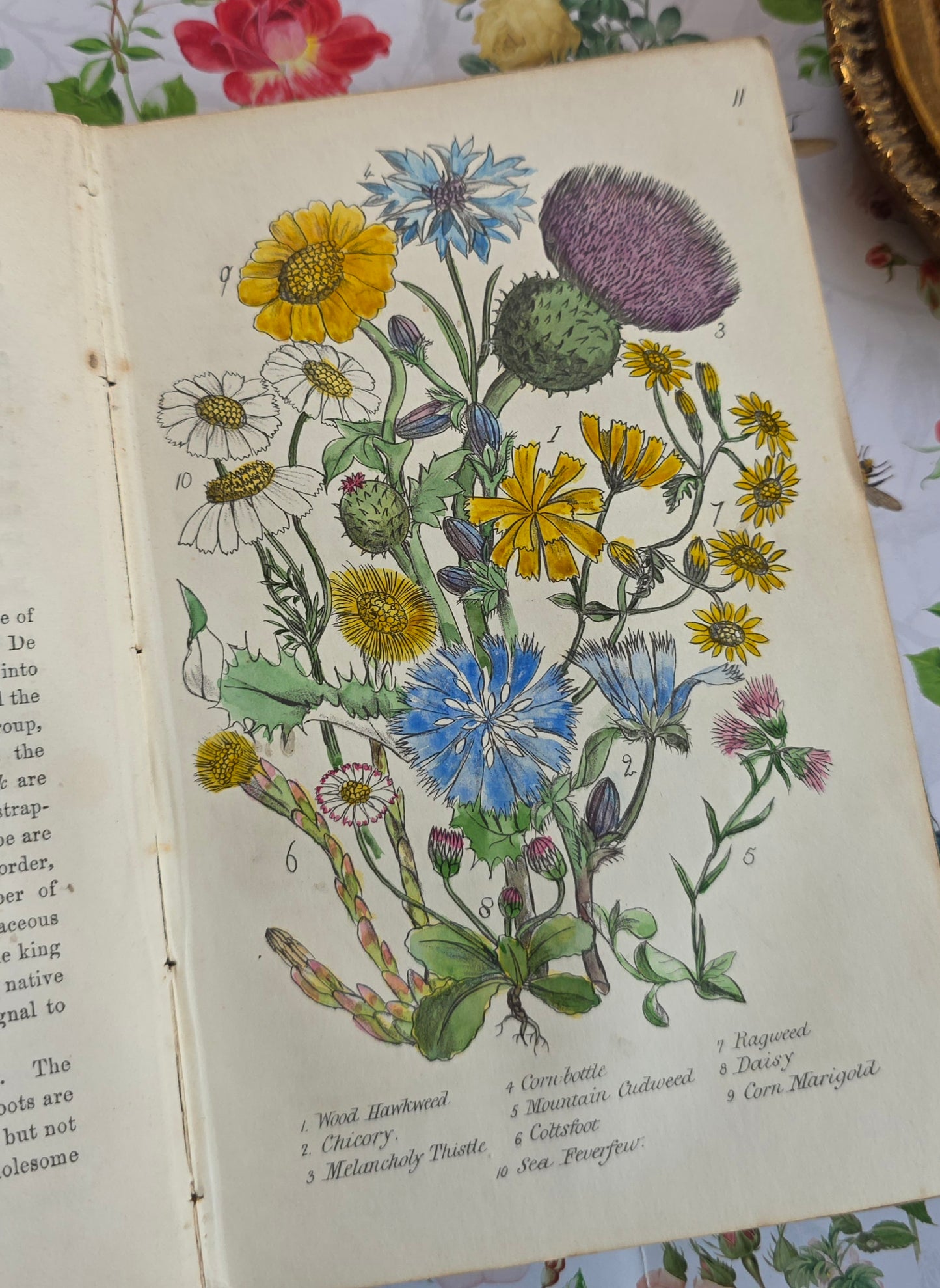 1863 Rambles in Search of Wild Flowers - Illustrated Antique Book
