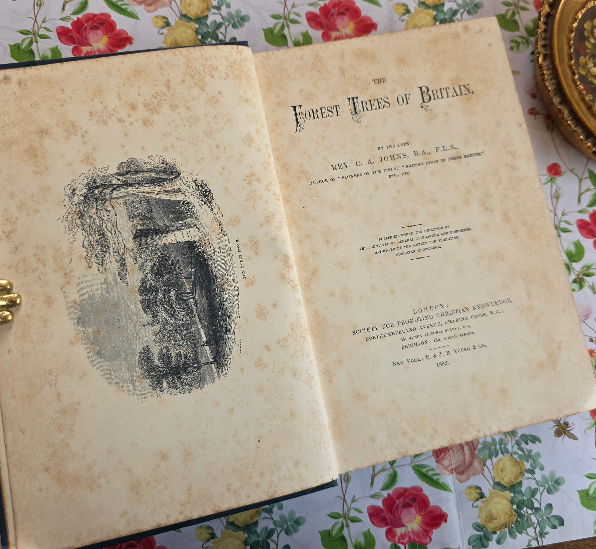 Antique book open to show title page and frontispiece of The Forest Trees of Britain by Rev Johns from 1892.

