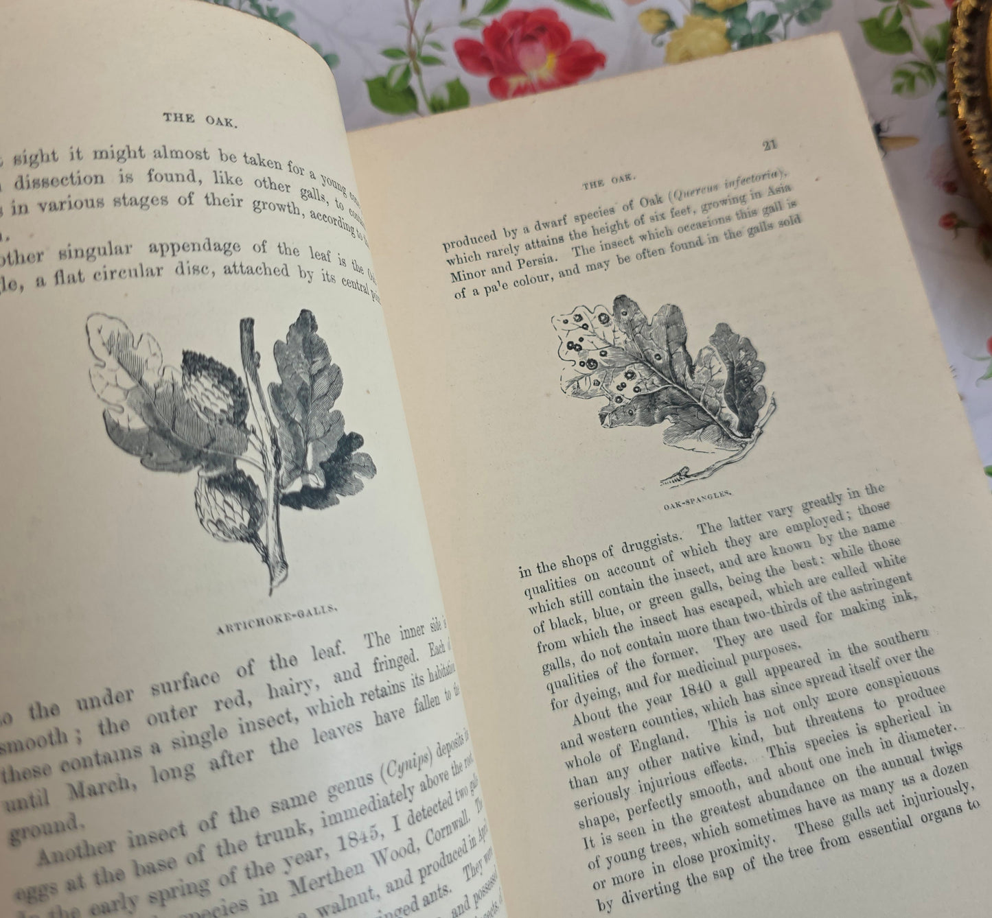 1890s The Forest Trees of Britain by Rev Johns - Illustrated Antique Book