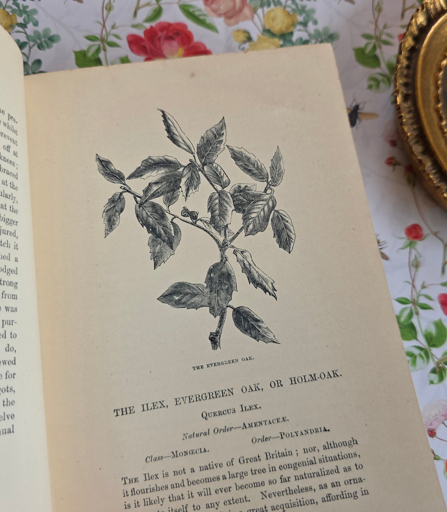 1890s The Forest Trees of Britain by Rev Johns - Illustrated Antique Book