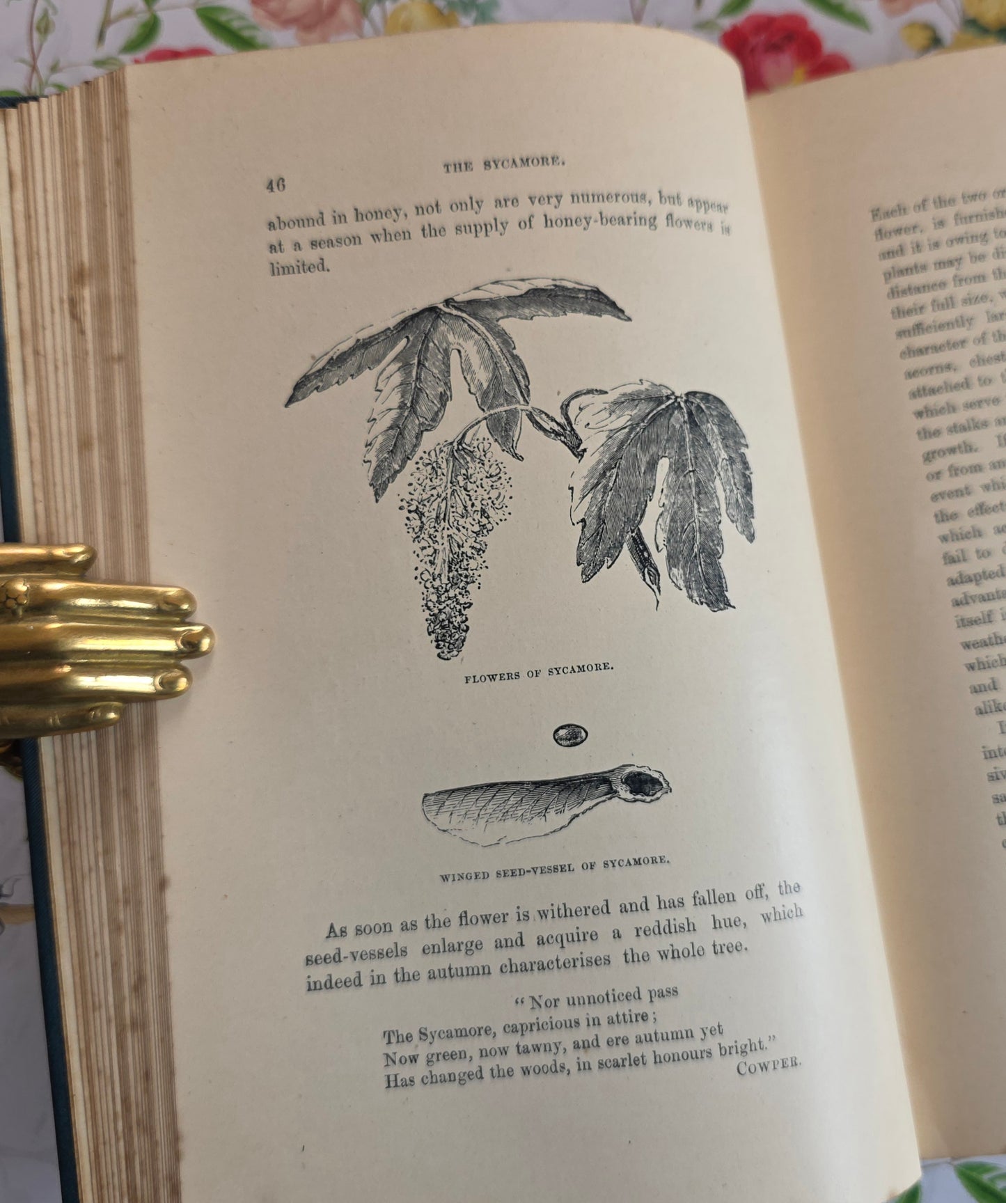 1890s The Forest Trees of Britain by Rev Johns - Illustrated Antique Book
