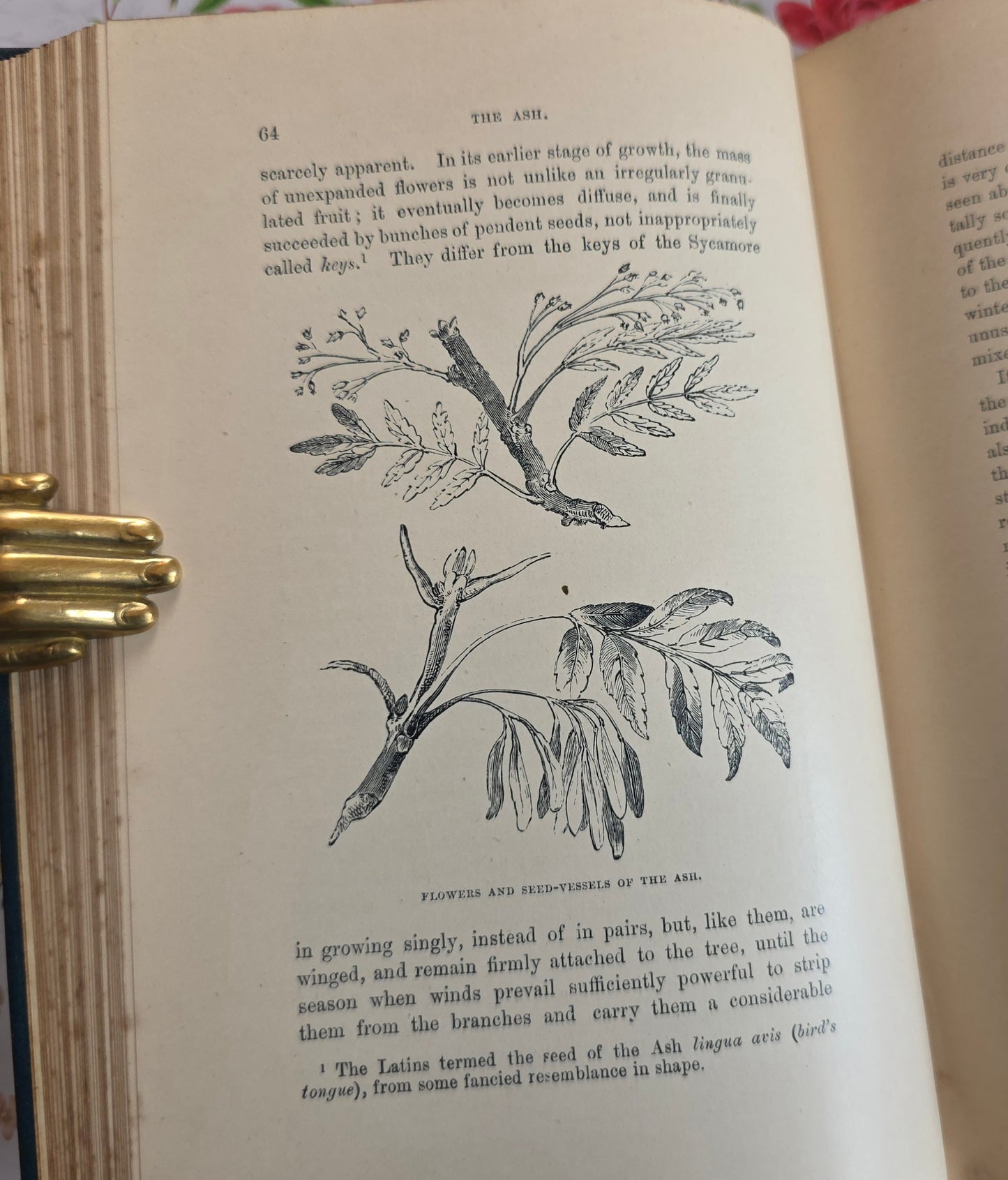 1890s The Forest Trees of Britain by Rev Johns - Illustrated Antique Book