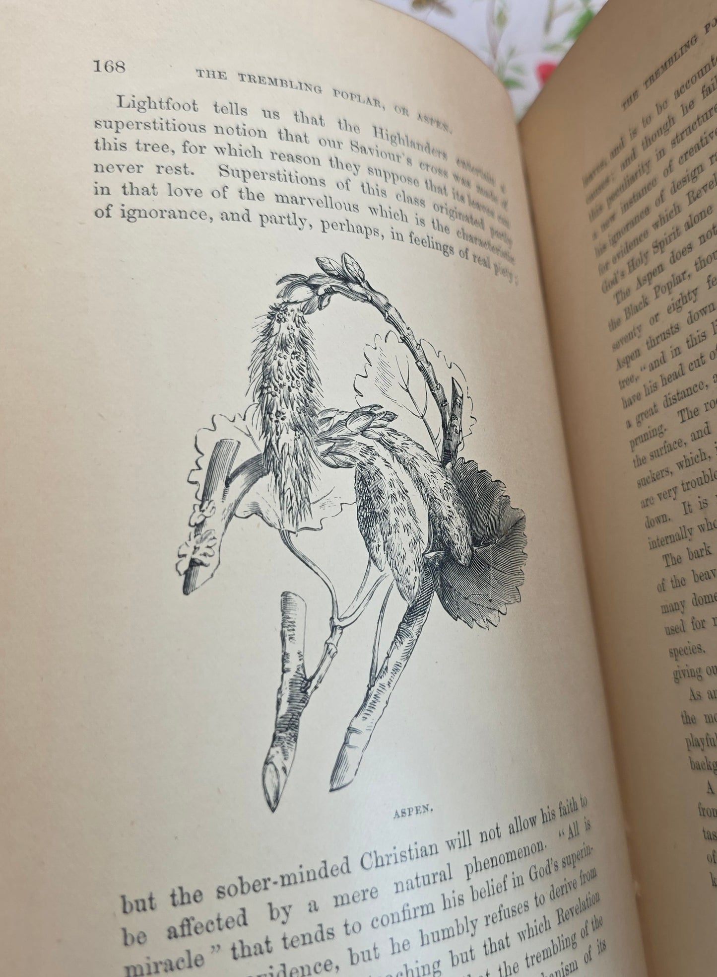1890s The Forest Trees of Britain by Rev Johns - Illustrated Antique Book