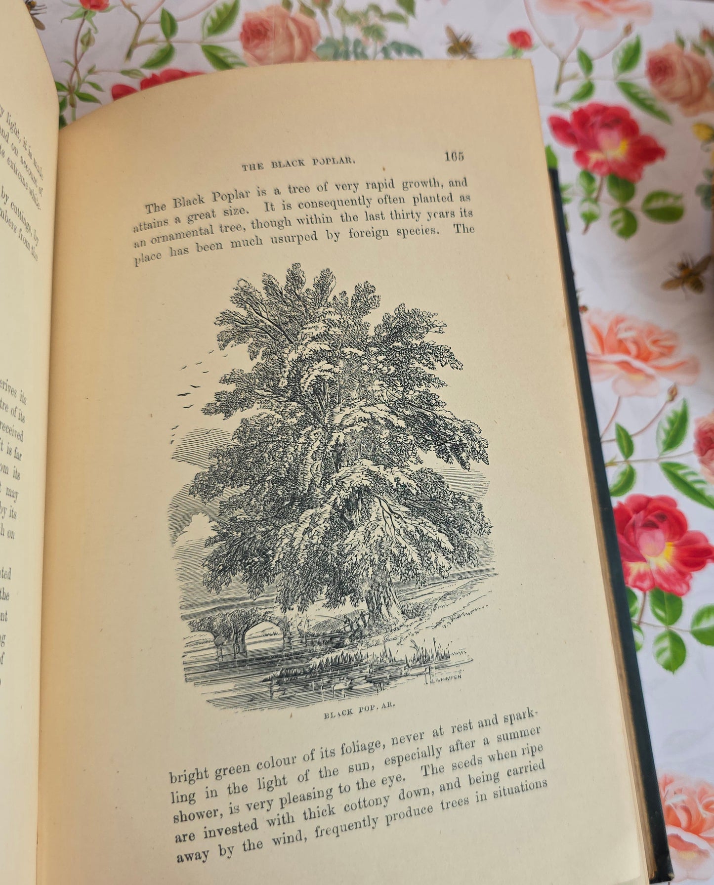 1890s The Forest Trees of Britain by Rev Johns - Illustrated Antique Book
