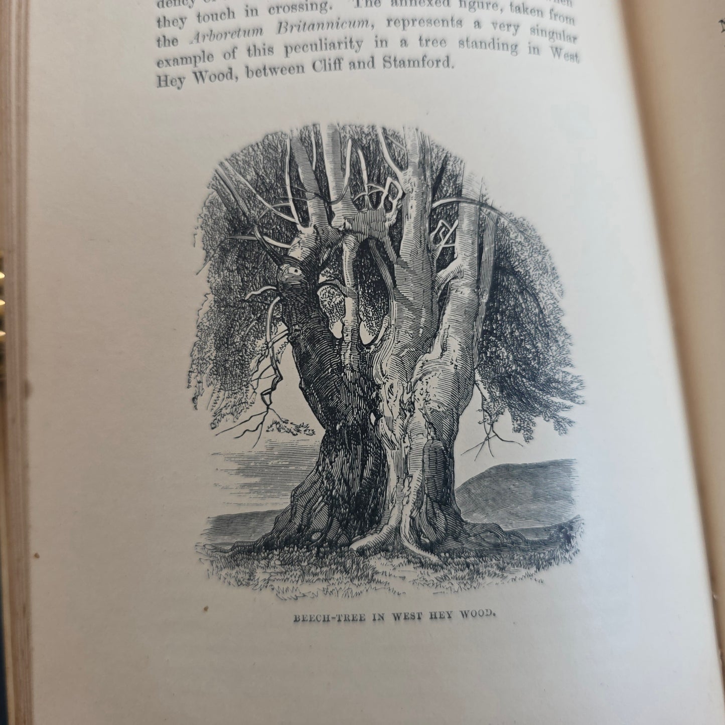 1890s The Forest Trees of Britain by Rev Johns - Illustrated Antique Book
