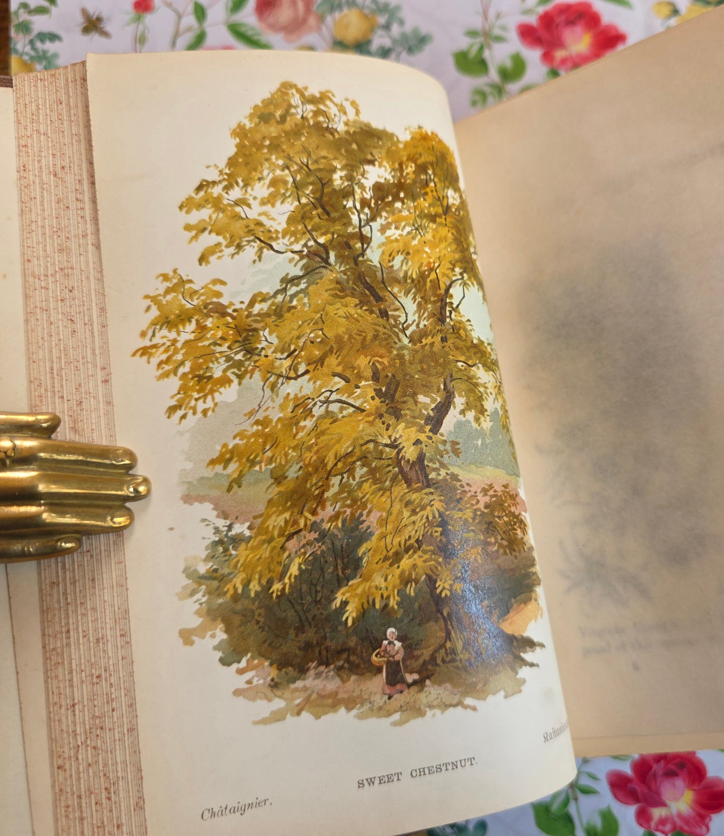1908 Familiar Trees by GS Boulger - Illustrated Antique Book