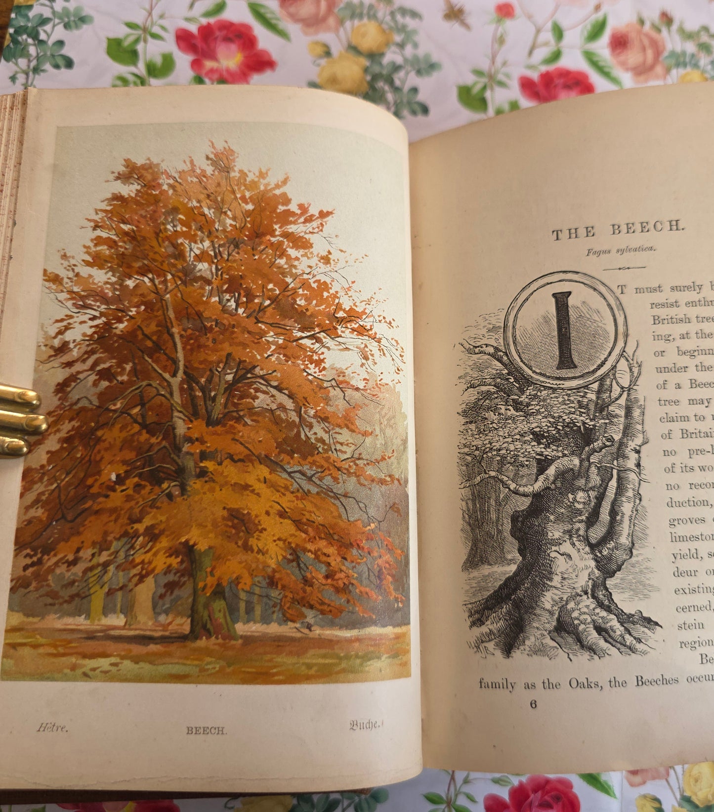 1908 Familiar Trees by GS Boulger - Illustrated Antique Book
