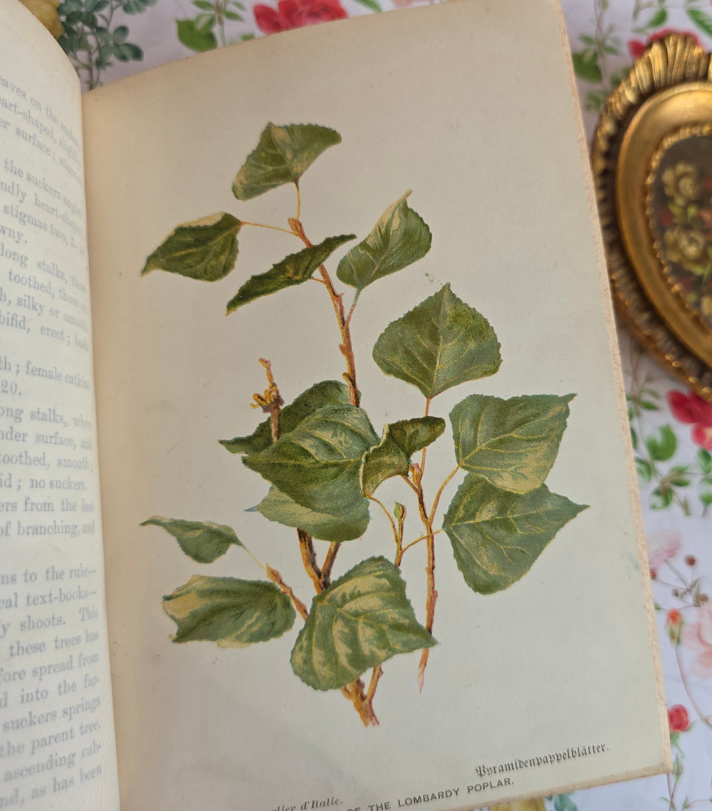 1908 Familiar Trees by GS Boulger - Illustrated Antique Book