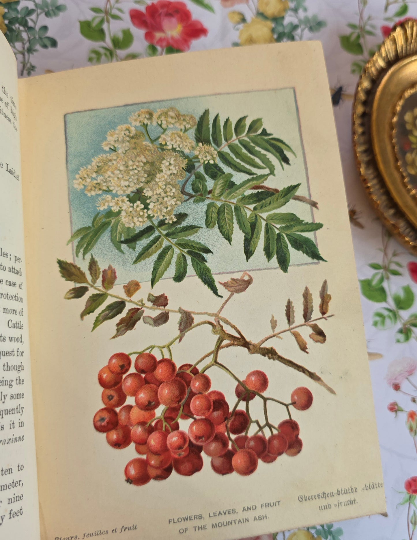 1908 Familiar Trees by GS Boulger - Illustrated Antique Book