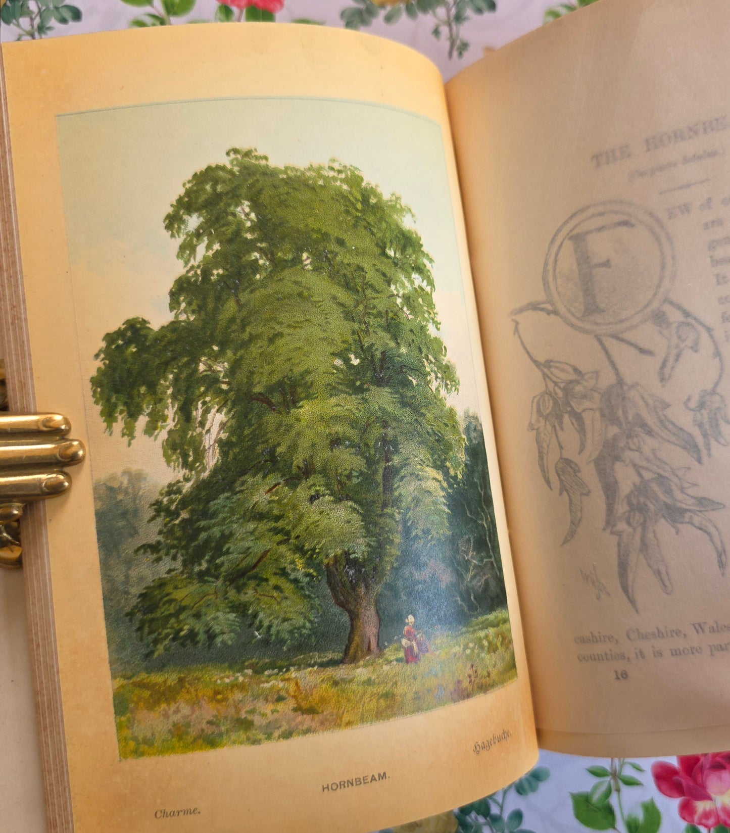 1908 Familiar Trees by GS Boulger - Illustrated Antique Book