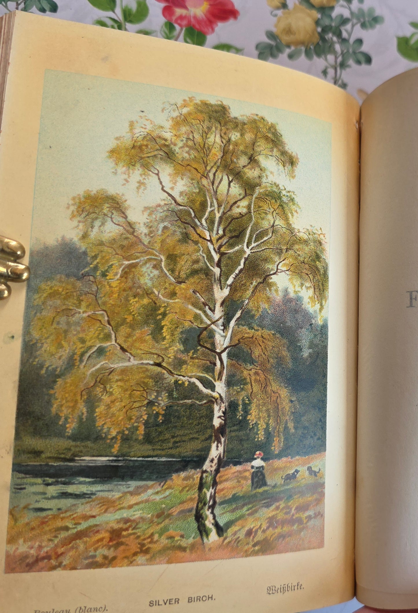 1908 Familiar Trees by GS Boulger - Illustrated Antique Book