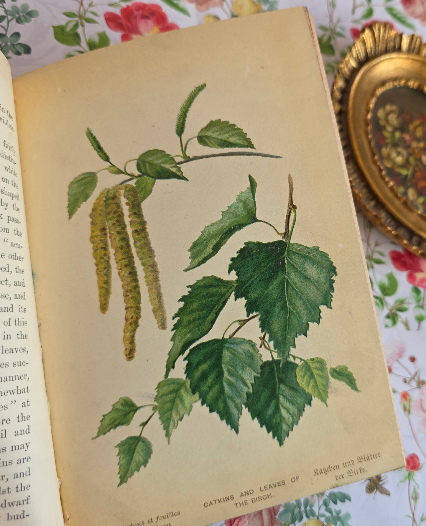 1908 Familiar Trees by GS Boulger - Illustrated Antique Book