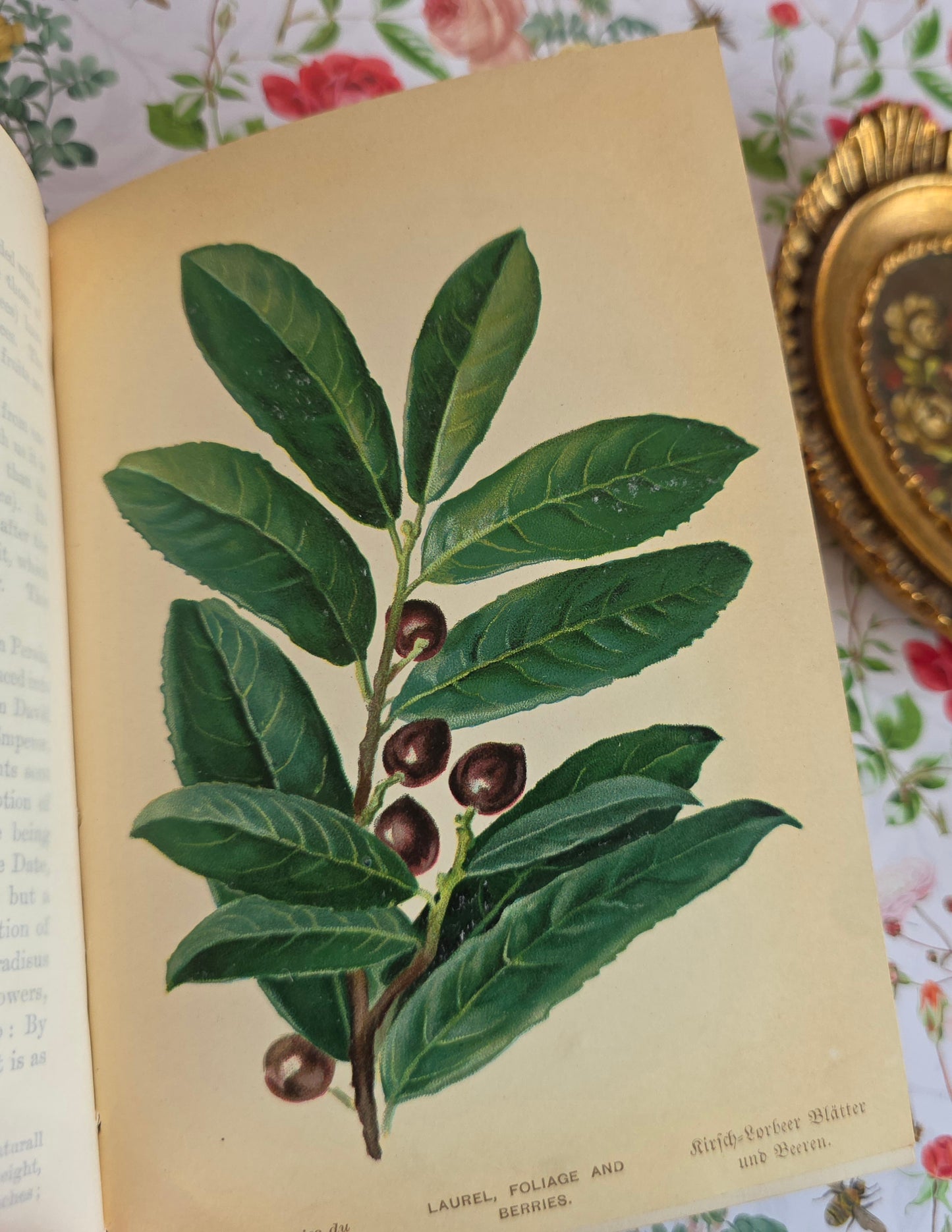 1908 Familiar Trees by GS Boulger - Illustrated Antique Book