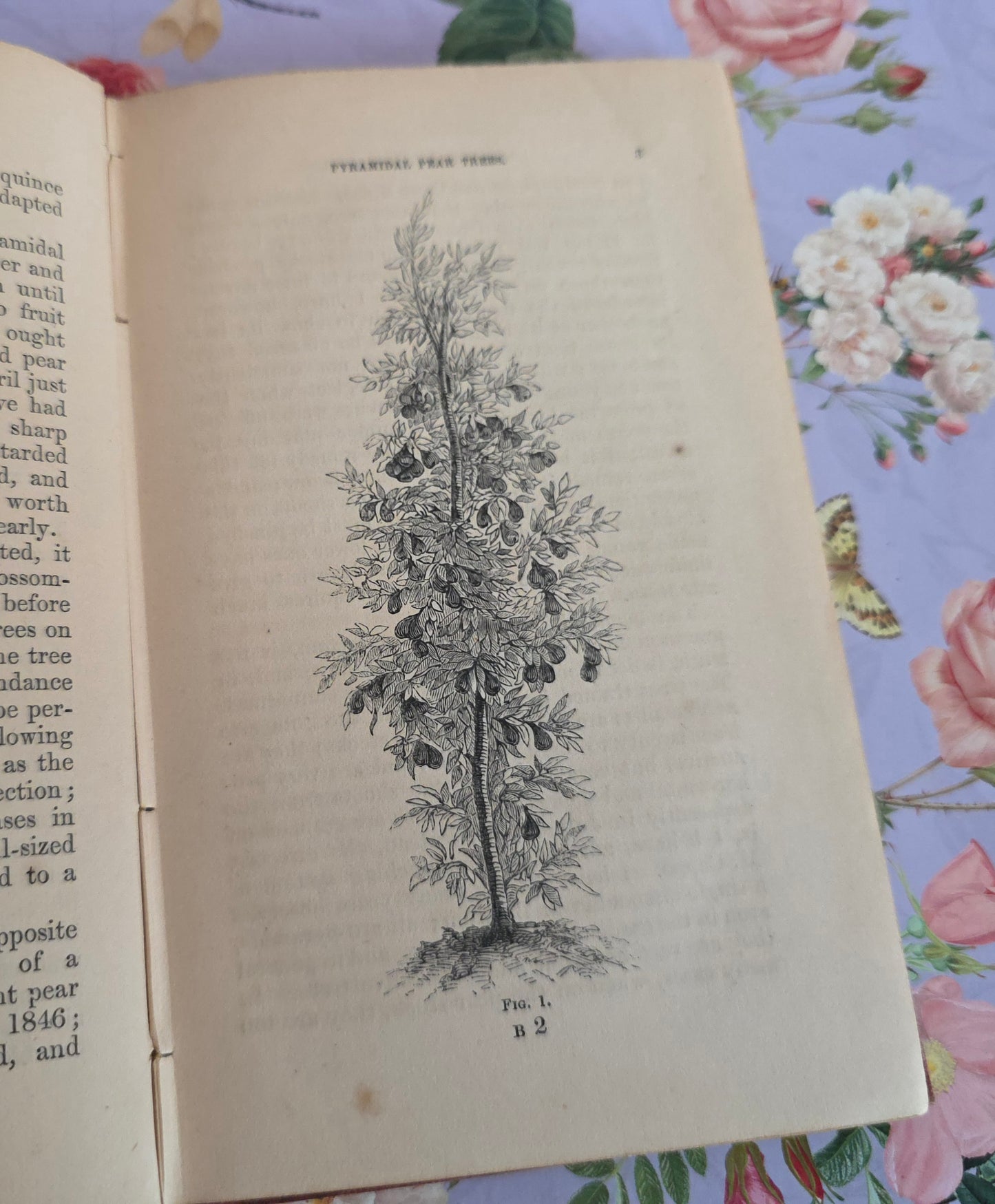 1867 The Miniature Fruit Garden by Thomas Rivers - Illustrated Antique Book