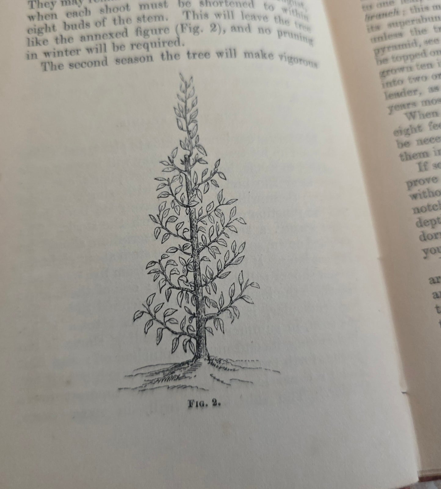 1867 The Miniature Fruit Garden by Thomas Rivers - Illustrated Antique Book