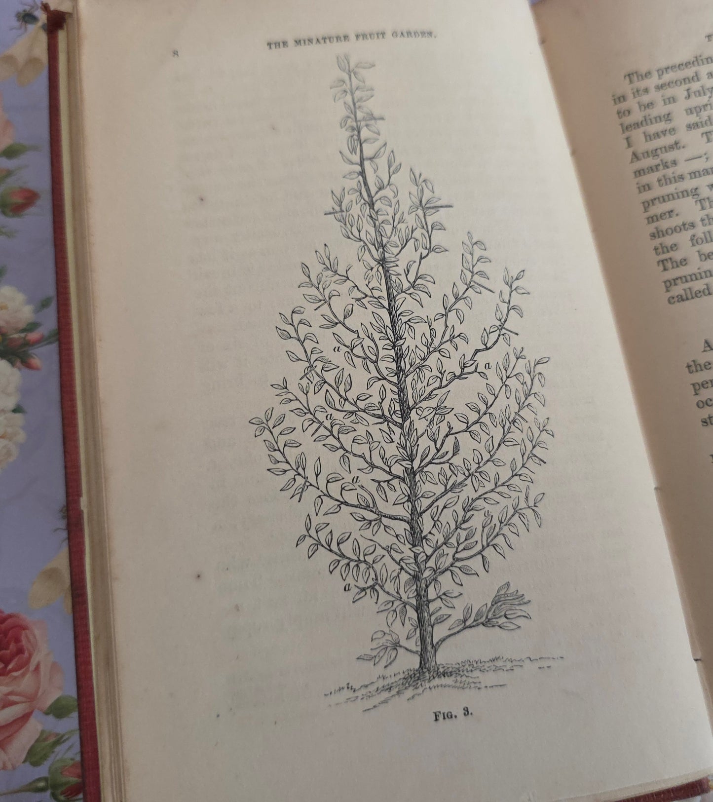 1867 The Miniature Fruit Garden by Thomas Rivers - Illustrated Antique Book