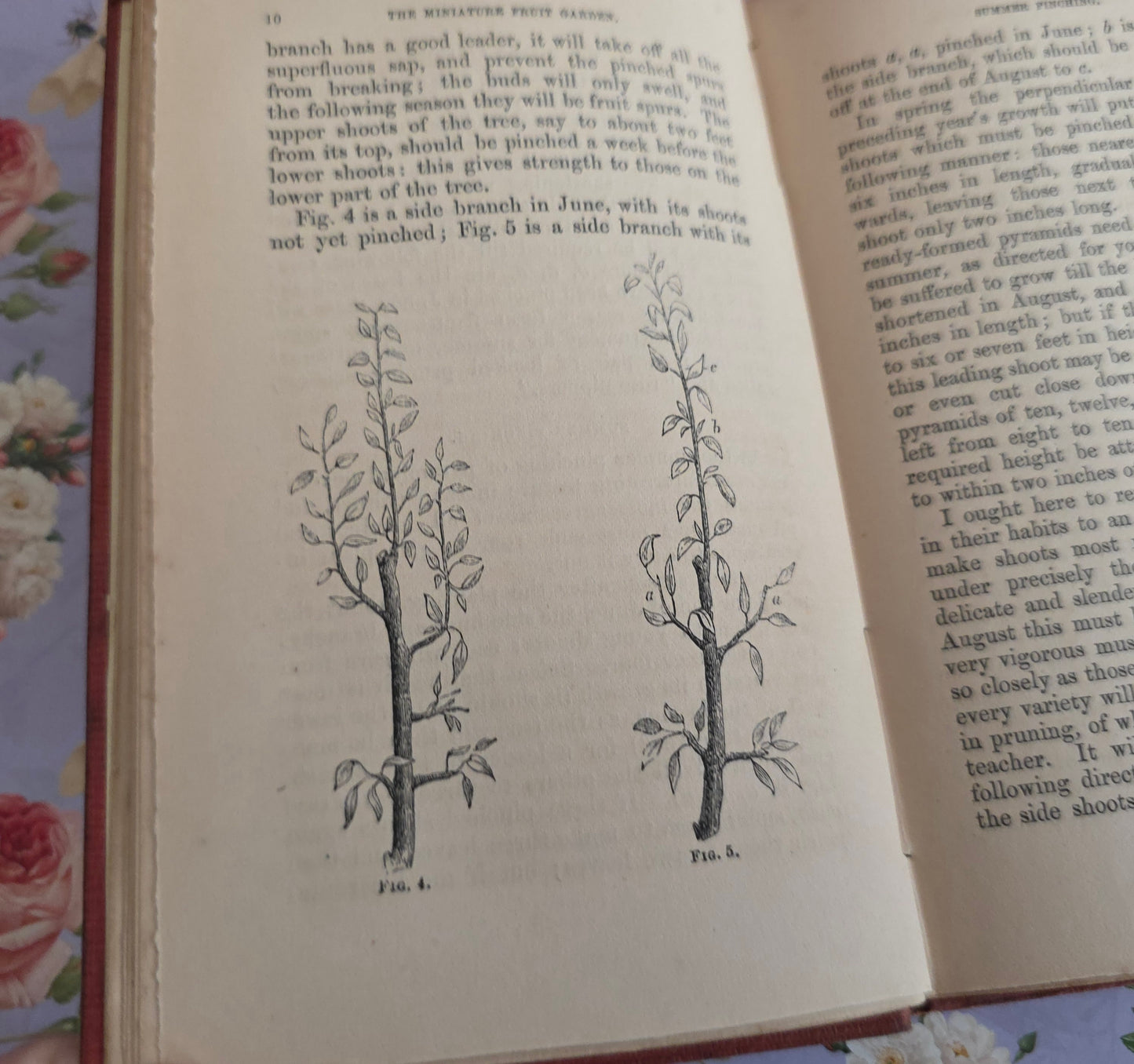 1867 The Miniature Fruit Garden by Thomas Rivers - Illustrated Antique Book