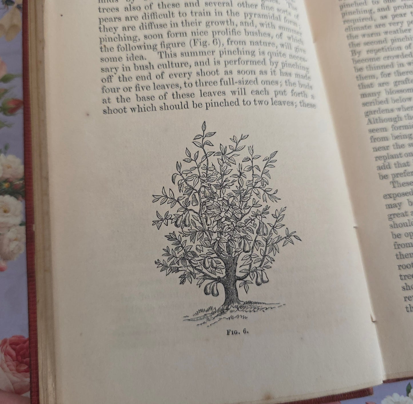 1867 The Miniature Fruit Garden by Thomas Rivers - Illustrated Antique Book