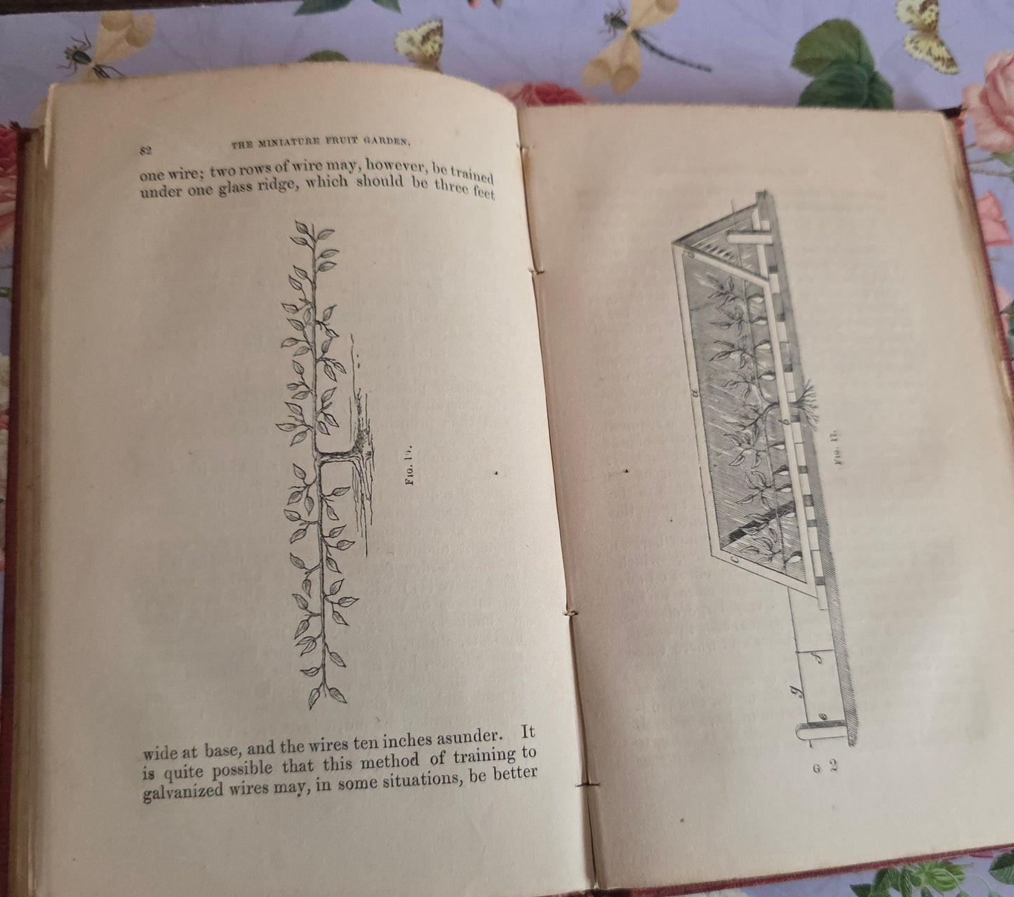 1867 The Miniature Fruit Garden by Thomas Rivers - Illustrated Antique Book
