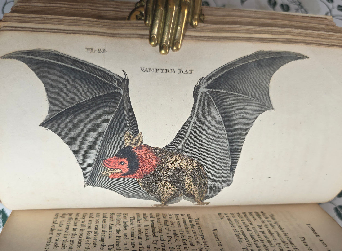 1811 The Natural History of Quadrupeds and Cetaceous Animals - 119 Hand-Coloured Plates