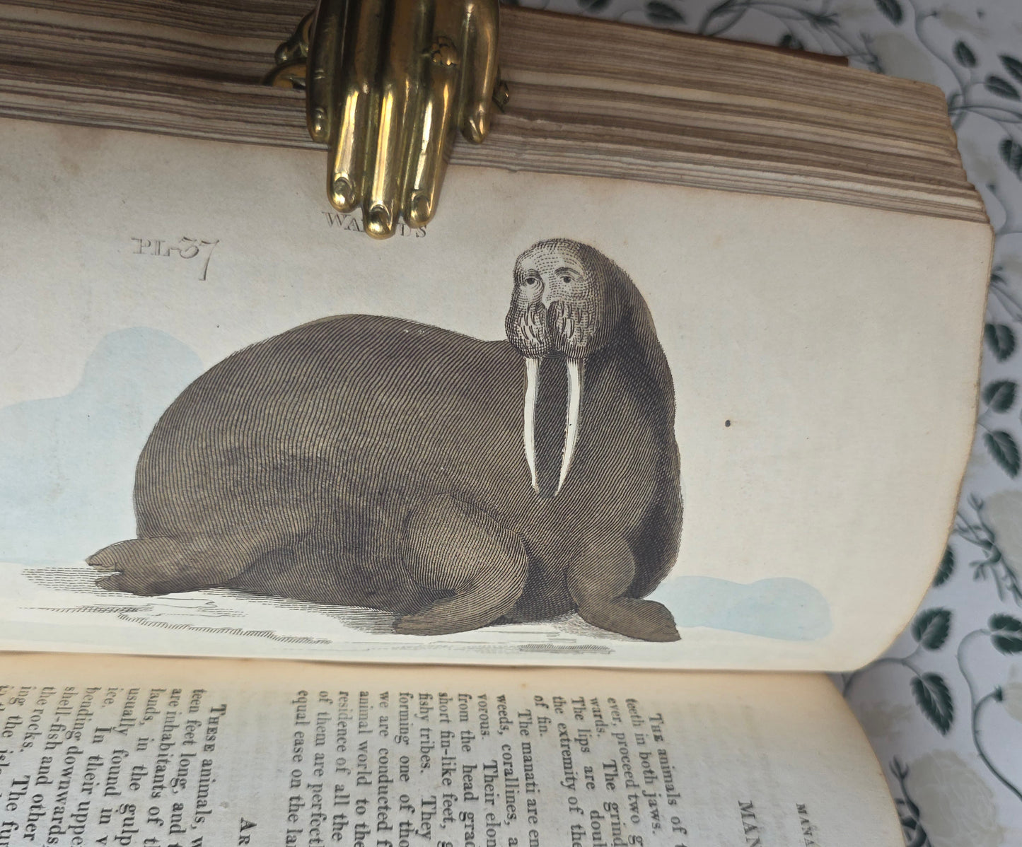 1811 The Natural History of Quadrupeds and Cetaceous Animals - 119 Hand-Coloured Plates