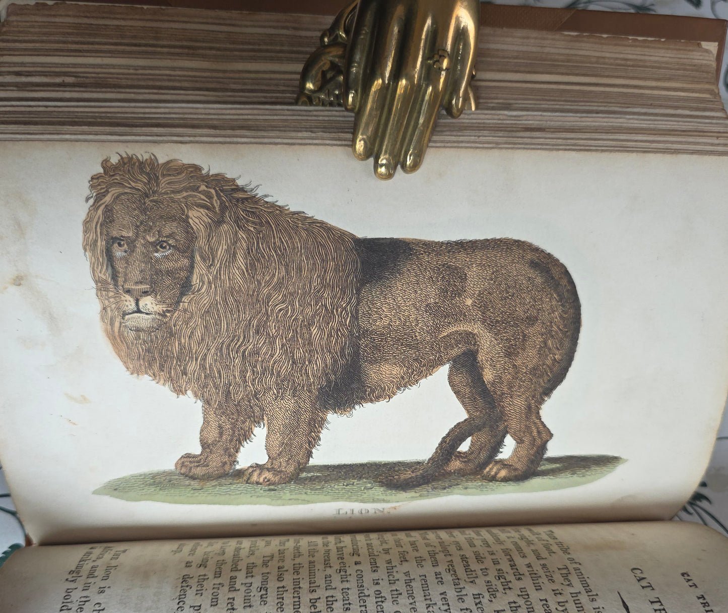 1811 The Natural History of Quadrupeds and Cetaceous Animals - 119 Hand-Coloured Plates