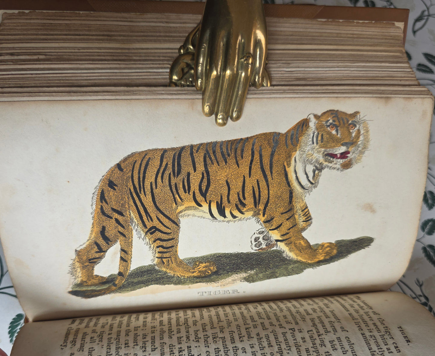 1811 The Natural History of Quadrupeds and Cetaceous Animals - 119 Hand-Coloured Plates