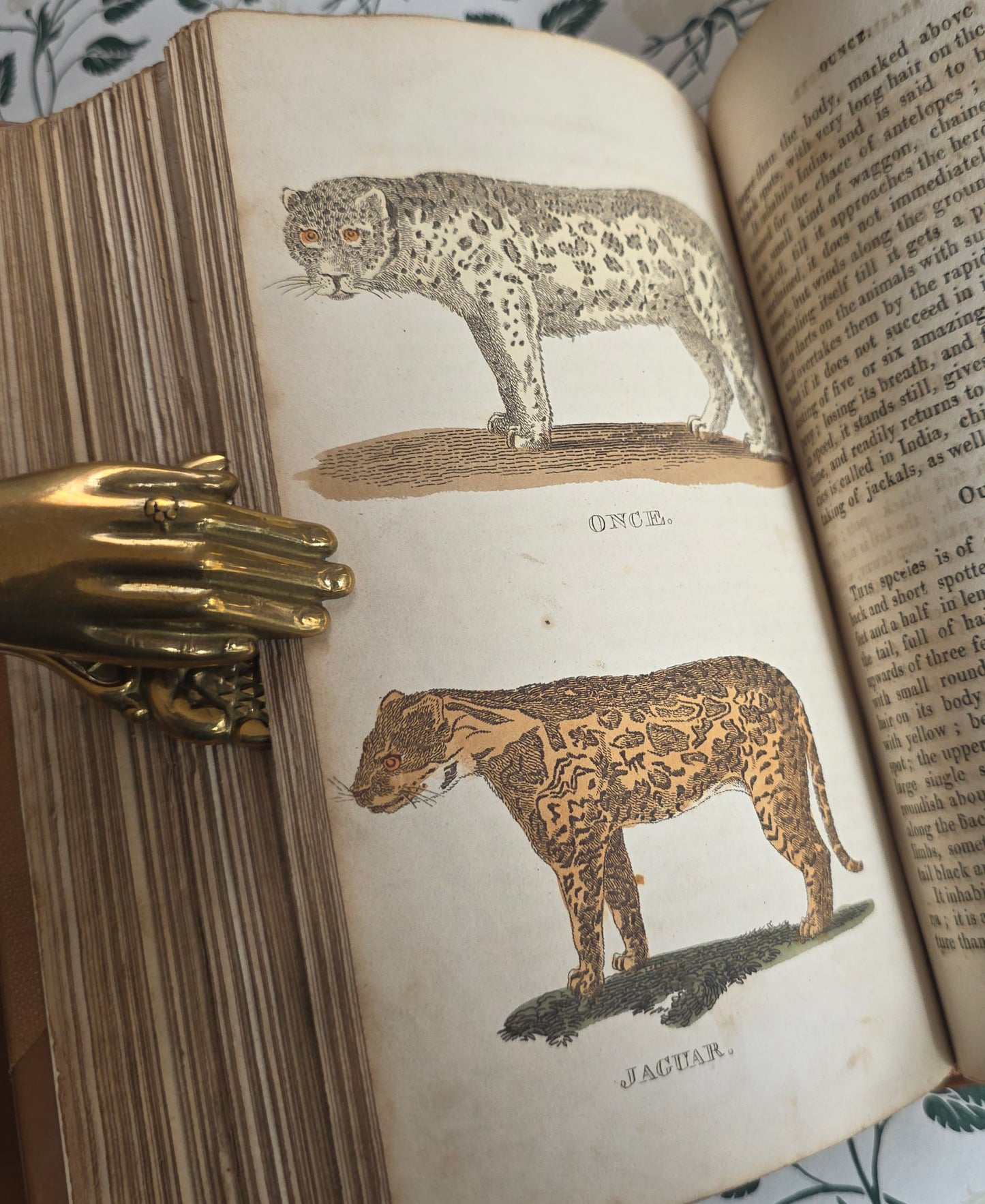 1811 The Natural History of Quadrupeds and Cetaceous Animals - 119 Hand-Coloured Plates