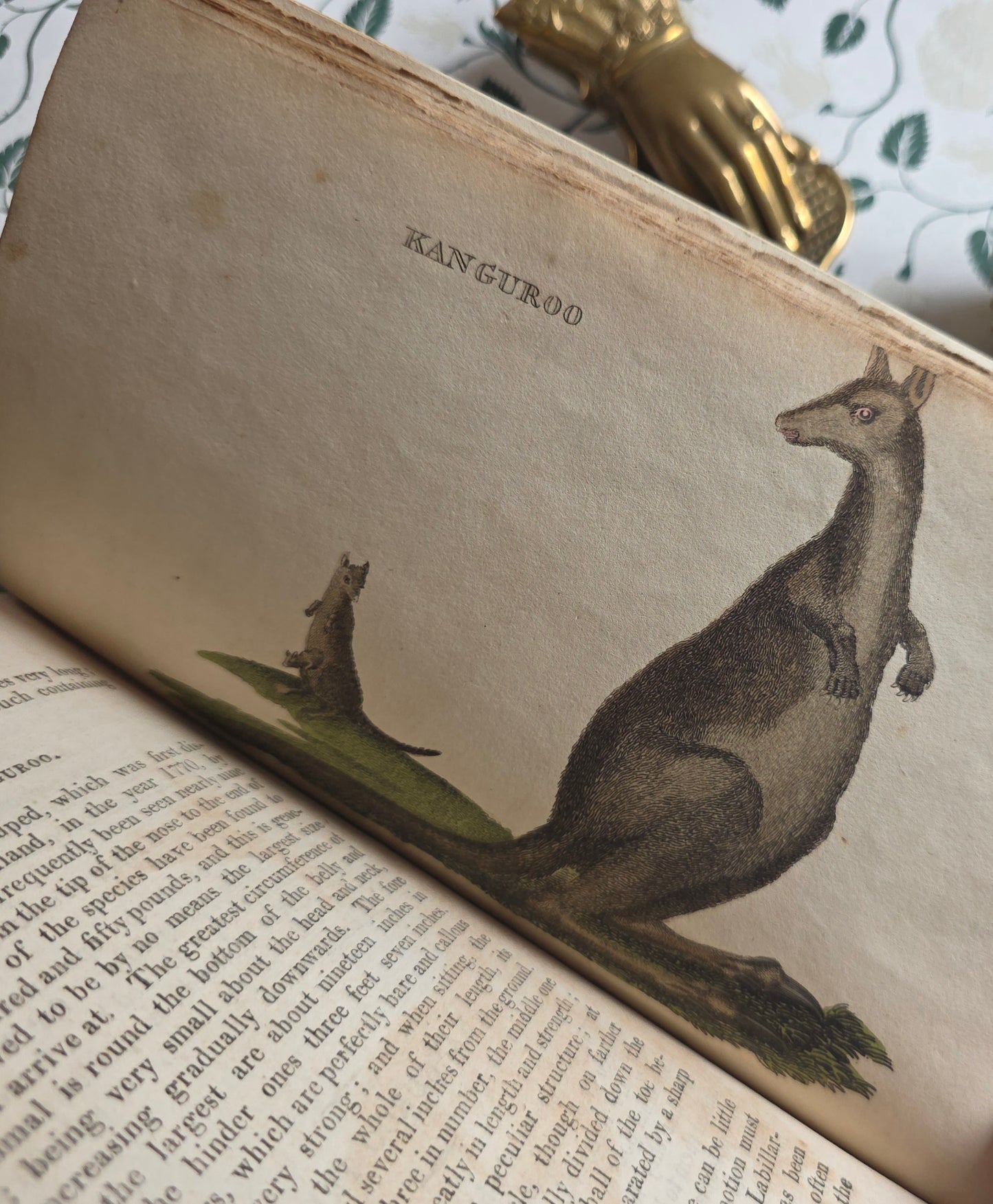 1811 The Natural History of Quadrupeds and Cetaceous Animals - 119 Hand-Coloured Plates