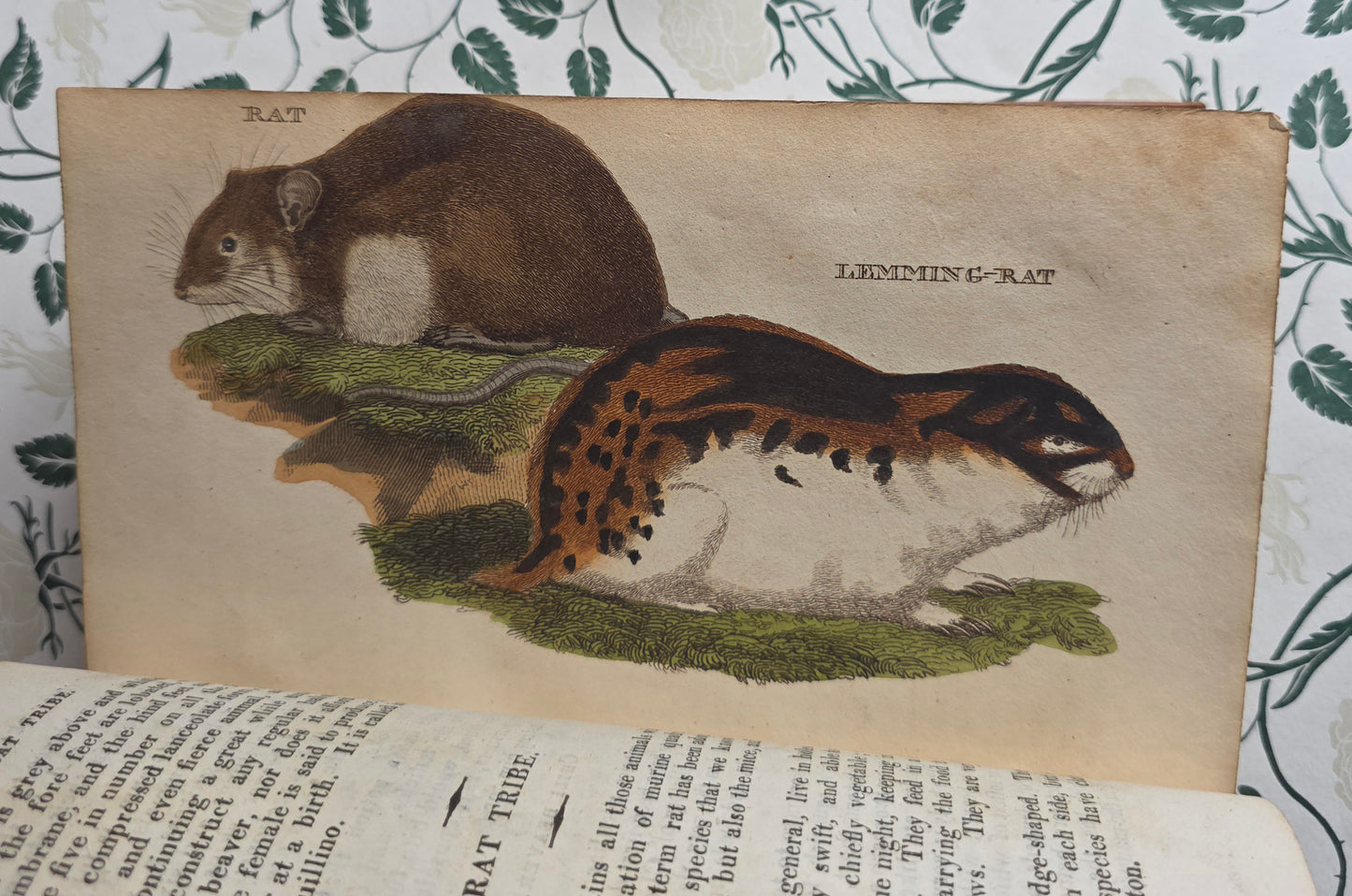 1811 The Natural History of Quadrupeds and Cetaceous Animals - 119 Hand-Coloured Plates