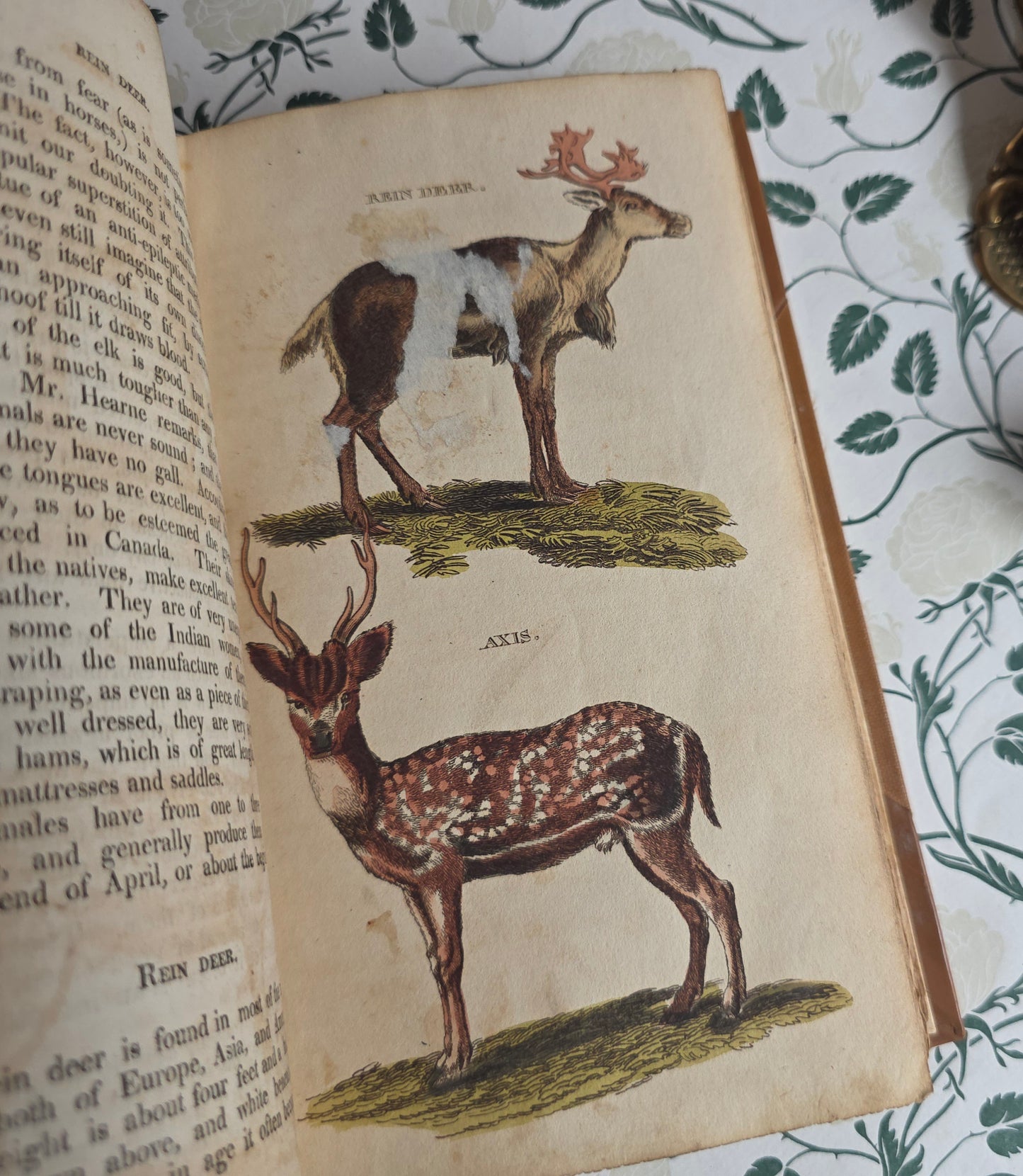 1811 The Natural History of Quadrupeds and Cetaceous Animals - 119 Hand-Coloured Plates
