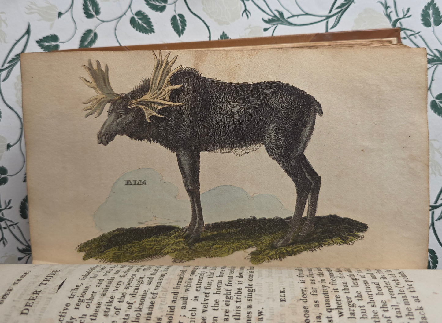 1811 The Natural History of Quadrupeds and Cetaceous Animals - 119 Hand-Coloured Plates