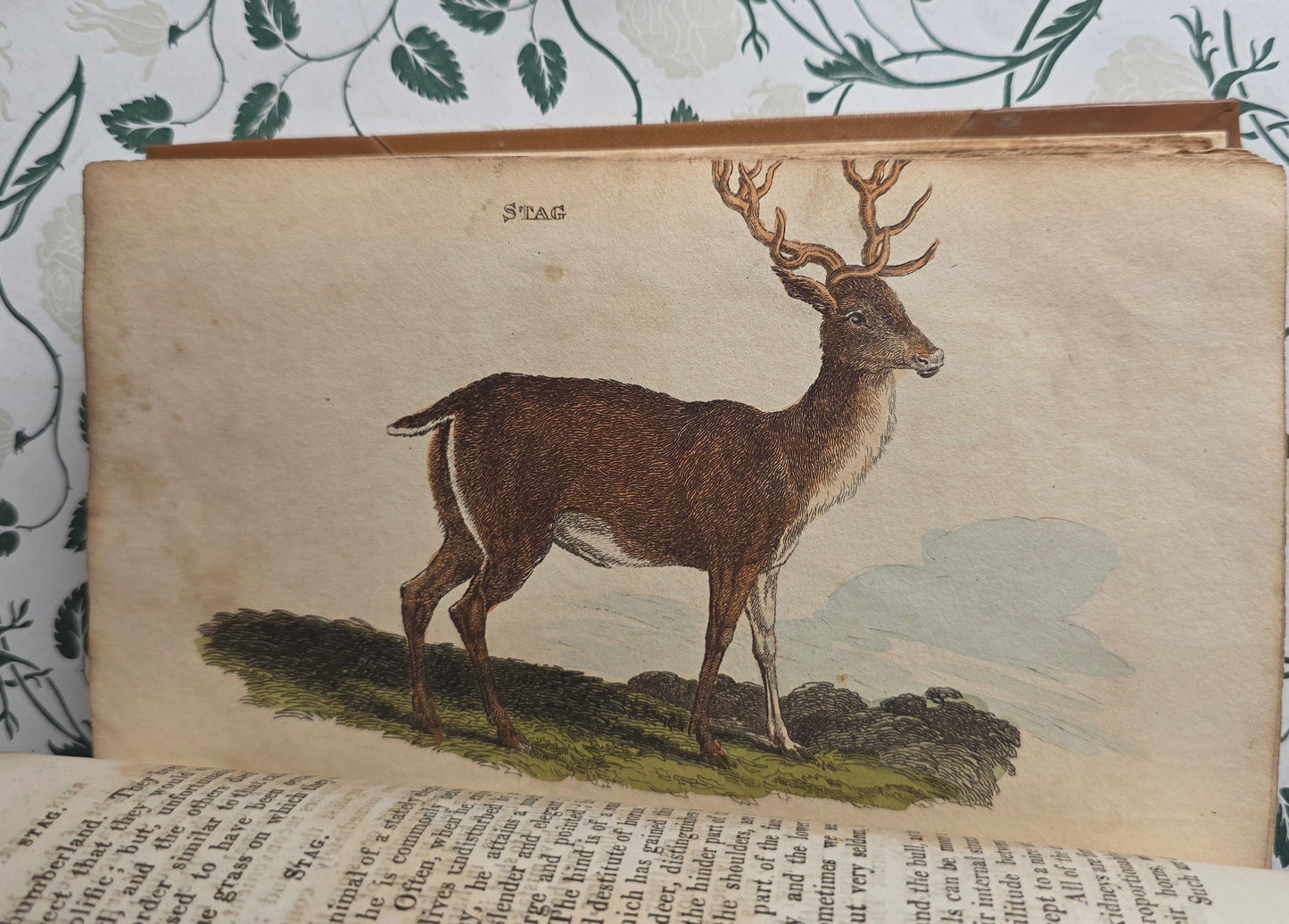 1811 The Natural History of Quadrupeds and Cetaceous Animals - 119 Hand-Coloured Plates