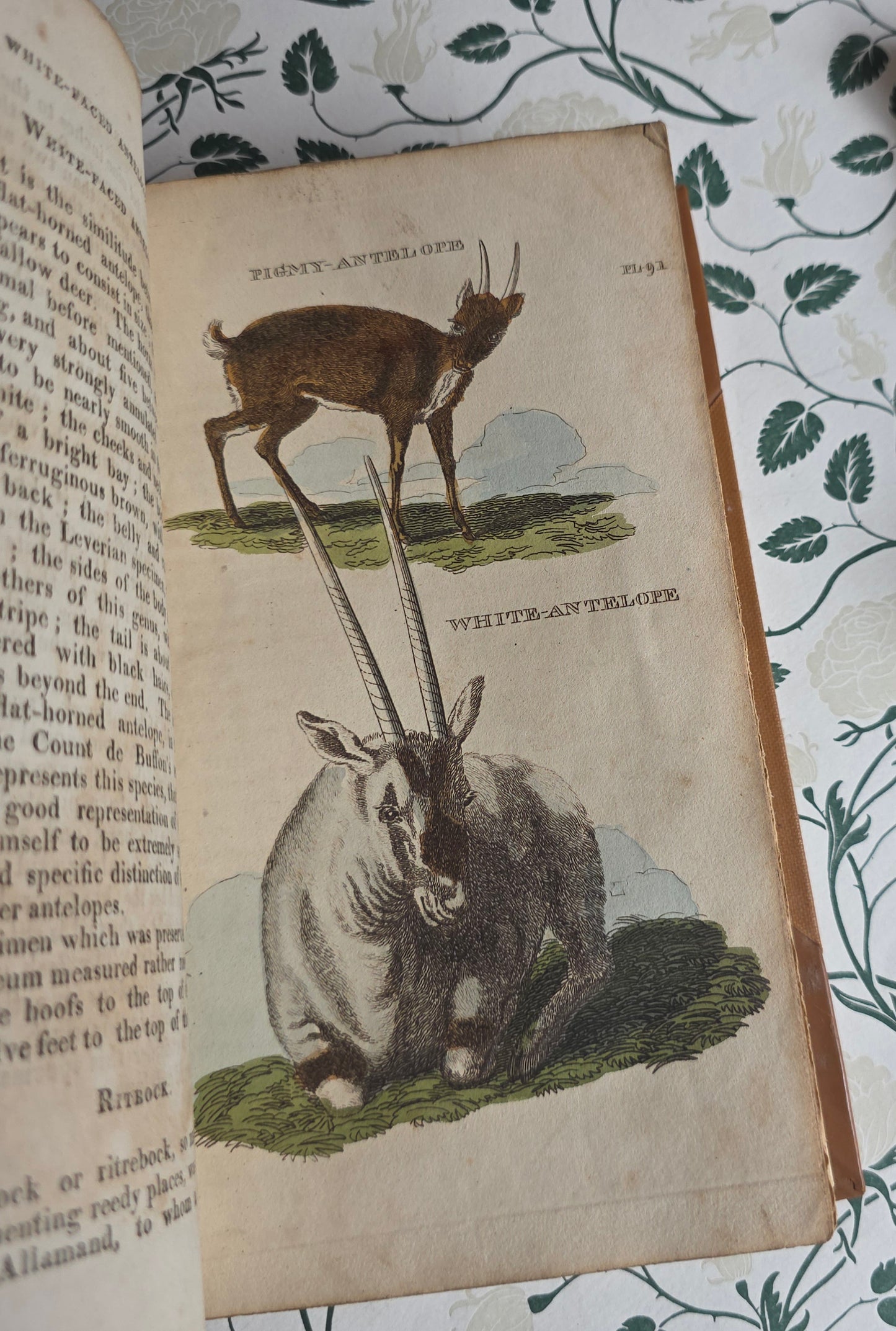 1811 The Natural History of Quadrupeds and Cetaceous Animals - 119 Hand-Coloured Plates