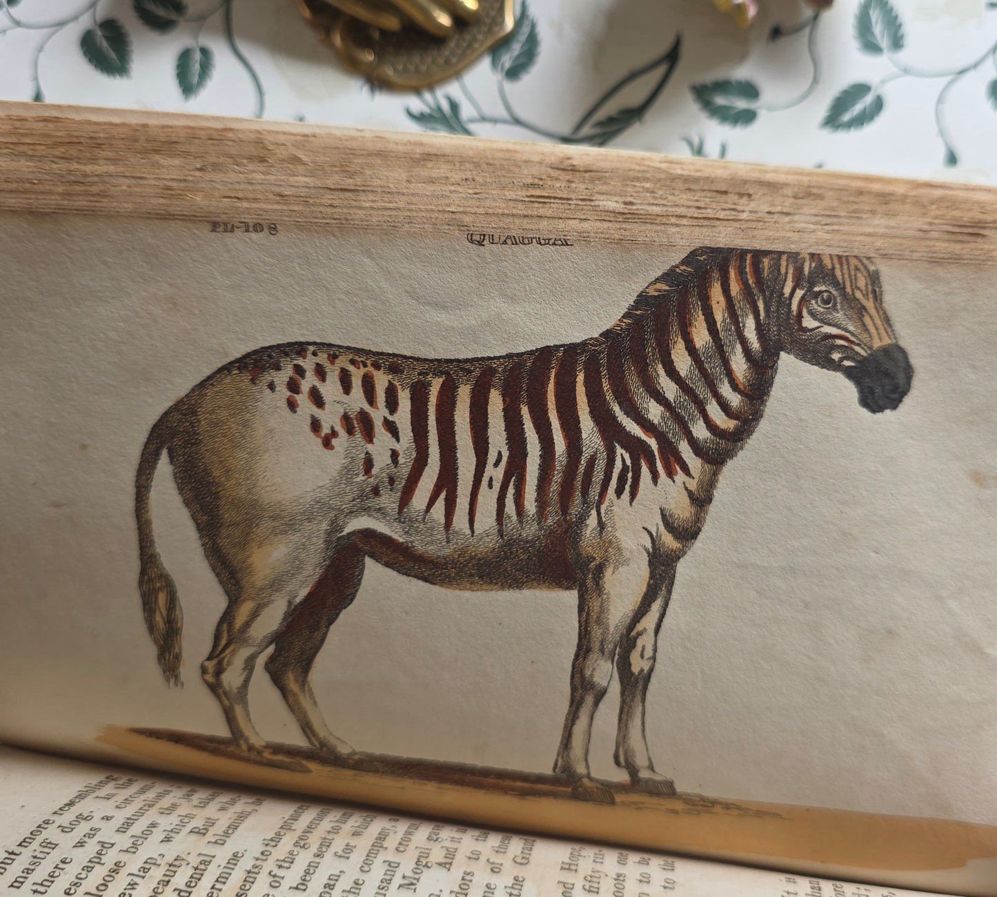 1811 The Natural History of Quadrupeds and Cetaceous Animals - 119 Hand-Coloured Plates
