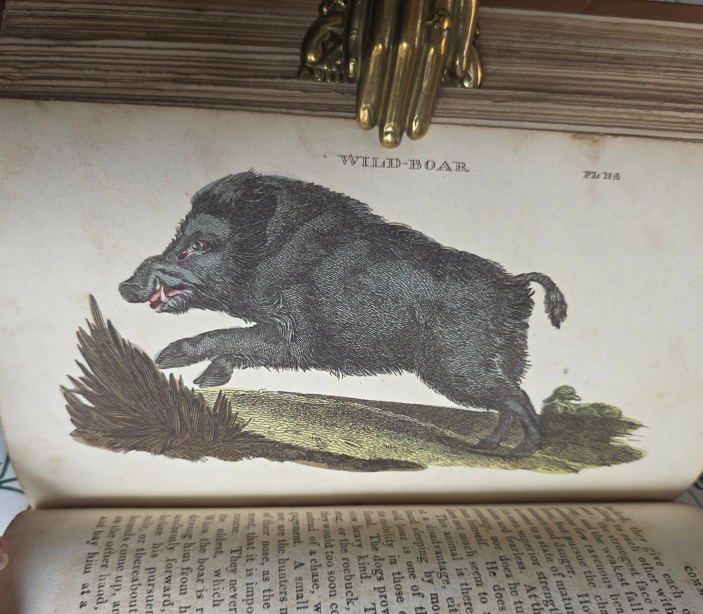 1811 The Natural History of Quadrupeds and Cetaceous Animals - 119 Hand-Coloured Plates