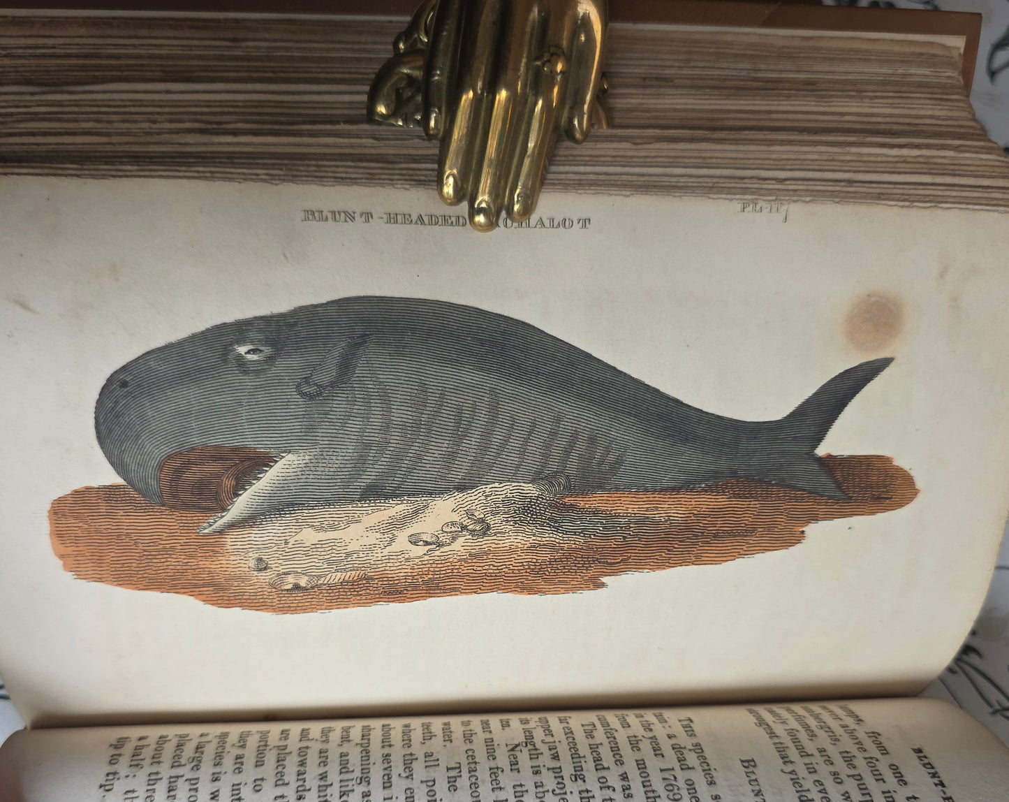1811 The Natural History of Quadrupeds and Cetaceous Animals - 119 Hand-Coloured Plates
