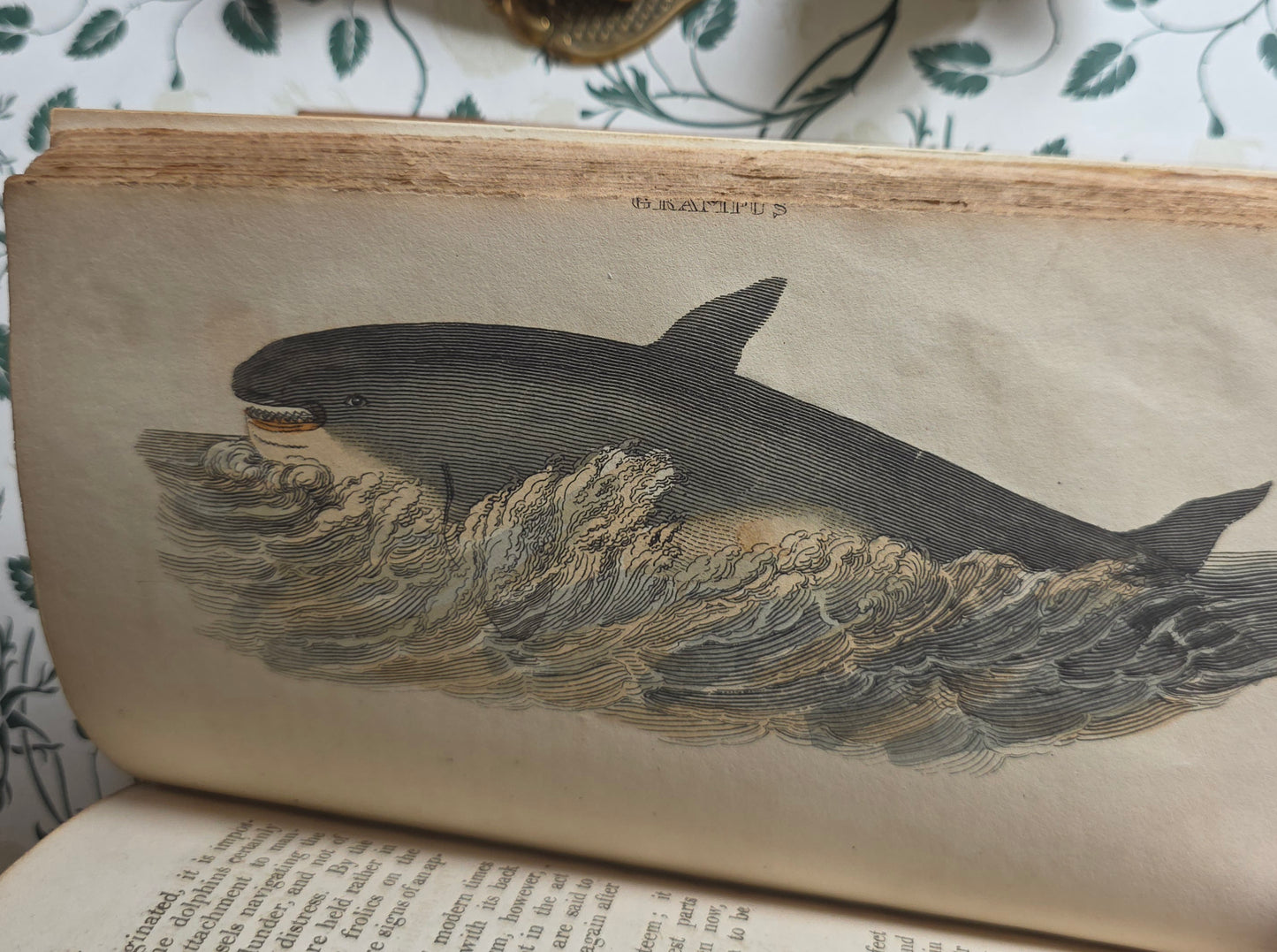 1811 The Natural History of Quadrupeds and Cetaceous Animals - 119 Hand-Coloured Plates