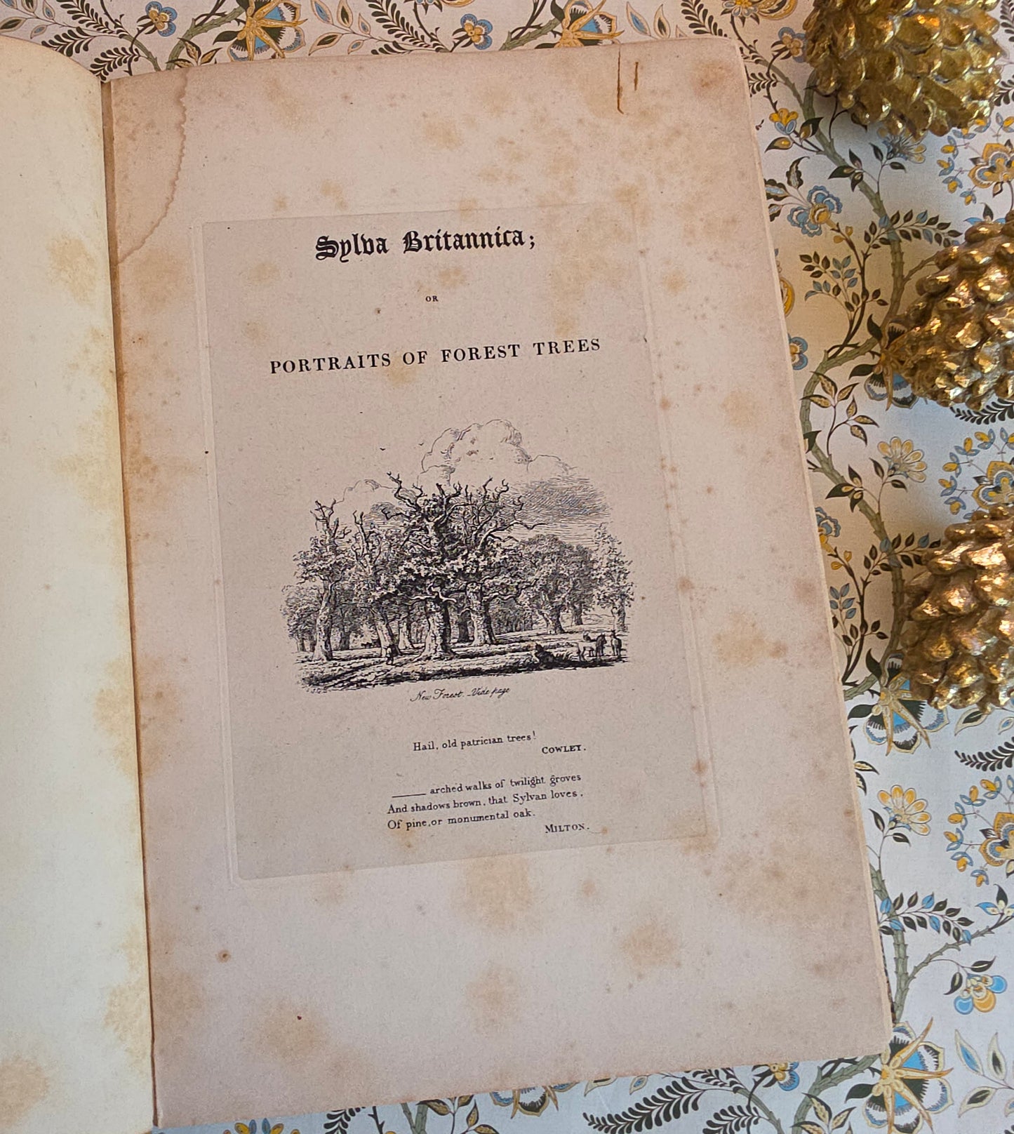 Antique book open at title page of Sylva Britannica