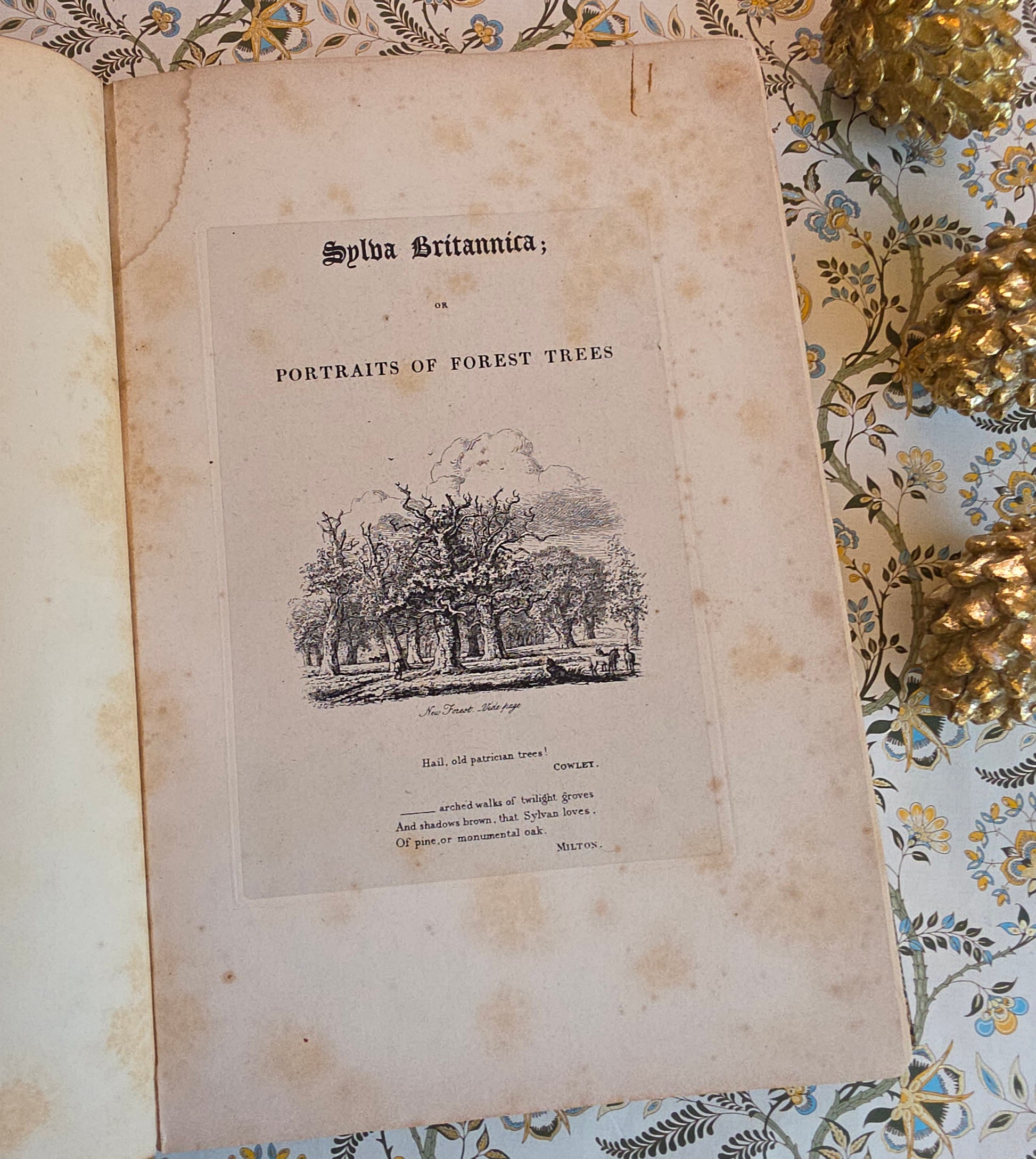 Antique book open at title page of Sylva Britannica