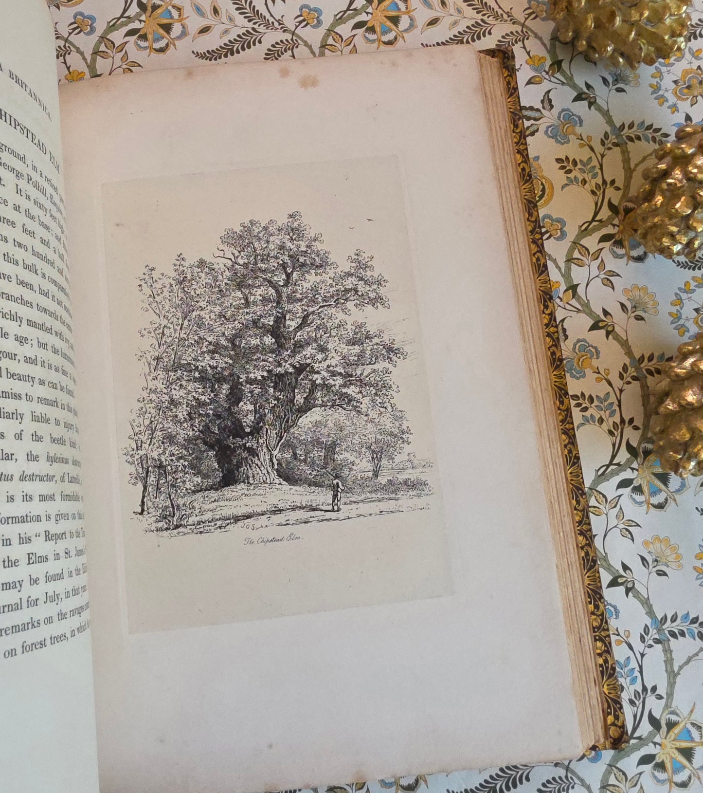 1830 Sylva Britannica or Portraits of Forest Trees by Jacob George Strutt - Illustrated Antique Book