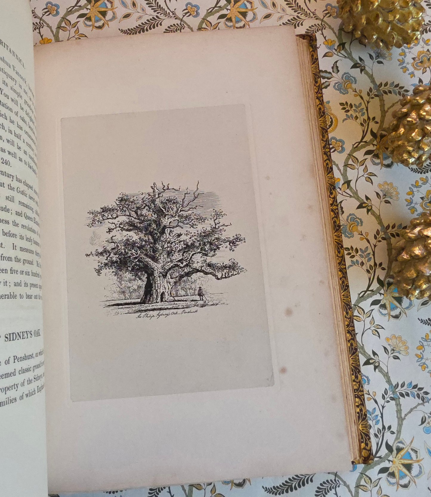 1830 Sylva Britannica or Portraits of Forest Trees by Jacob George Strutt - Illustrated Antique Book